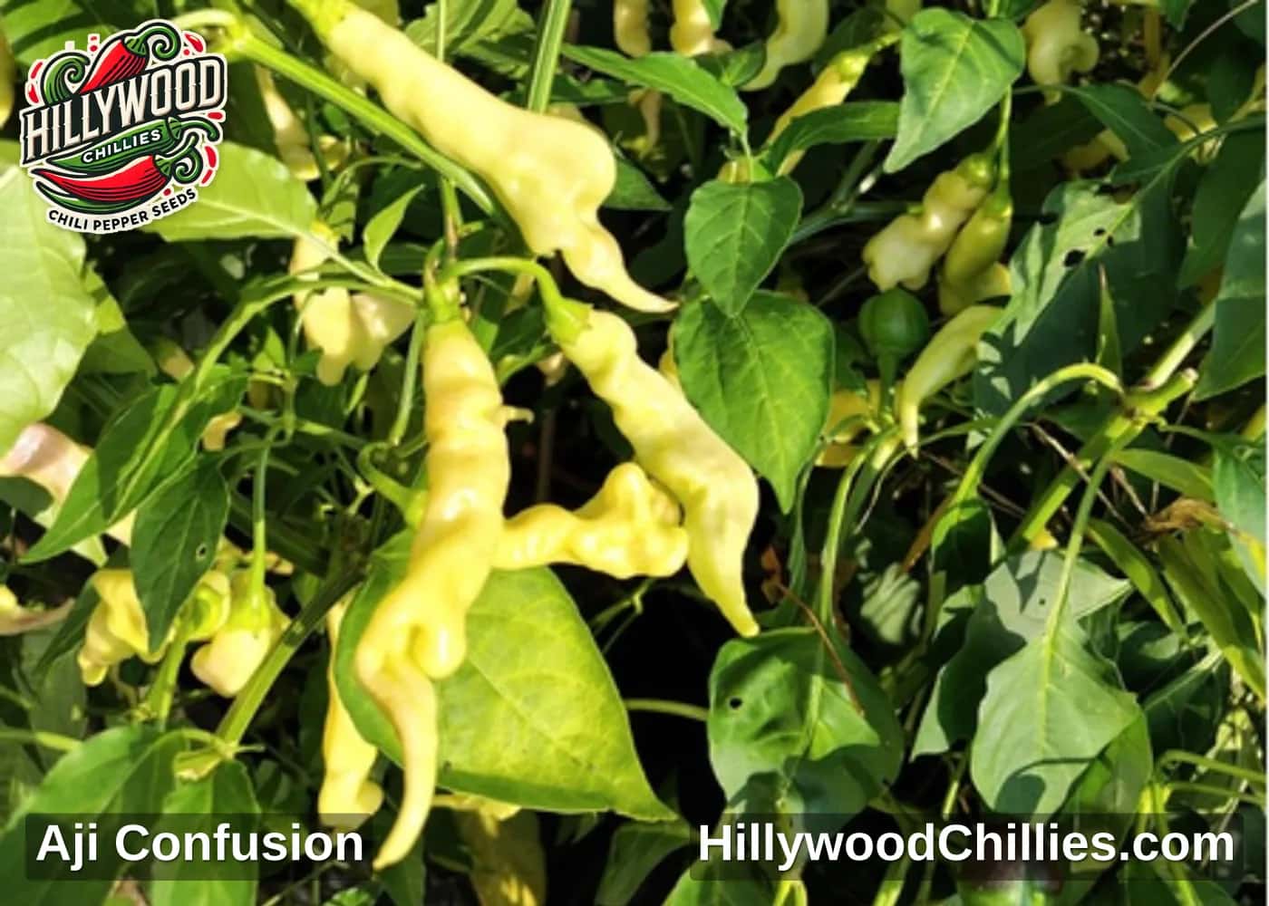 Aji Confusion