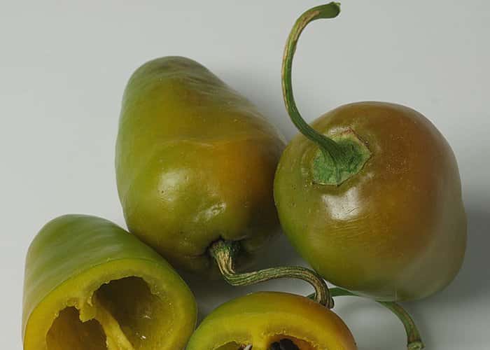 Olive Green Rocoto