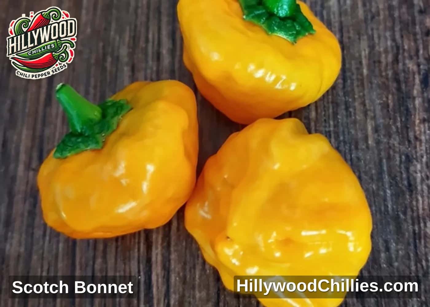 Scotch Bonnet