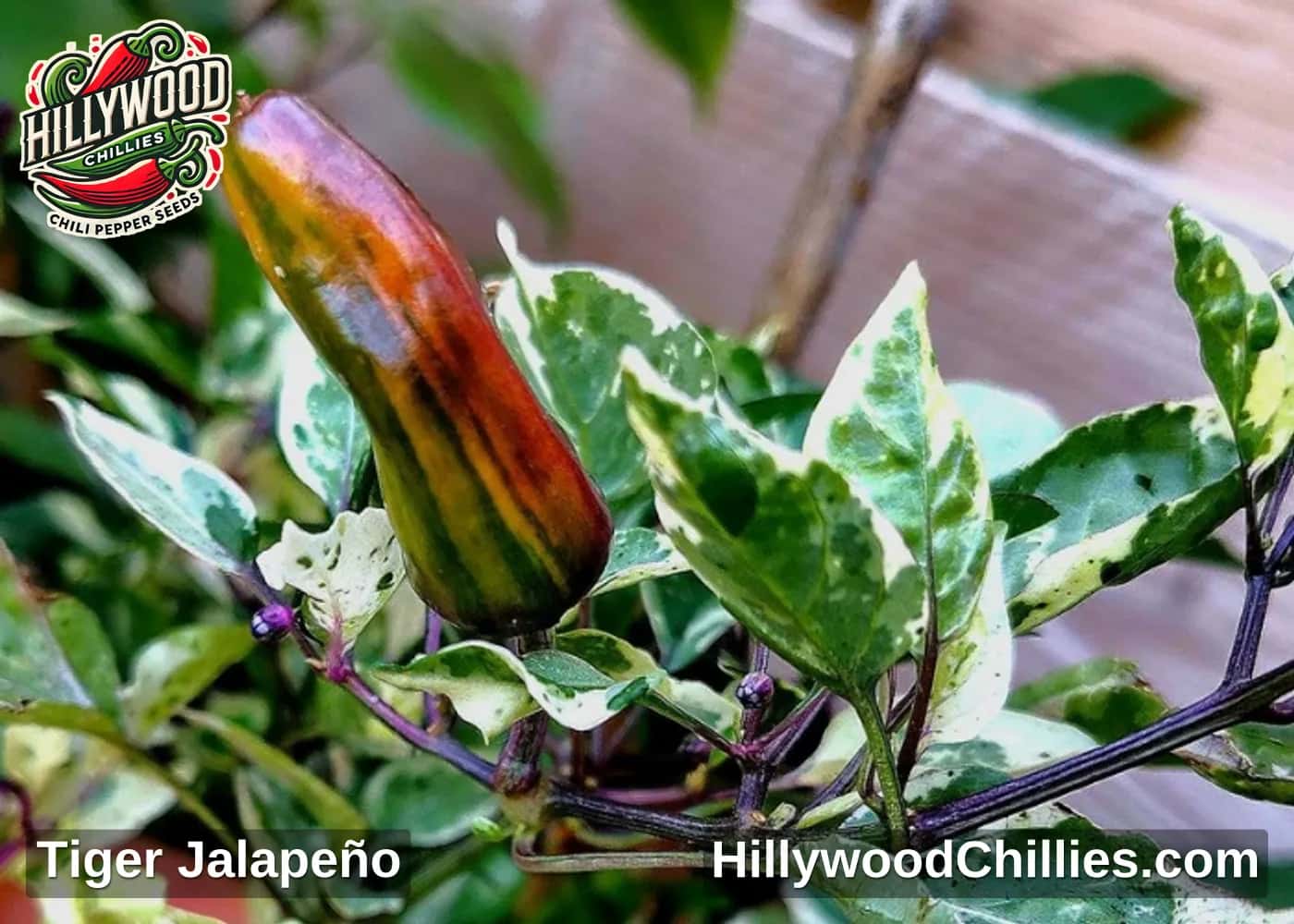 Tiger Jalapeño