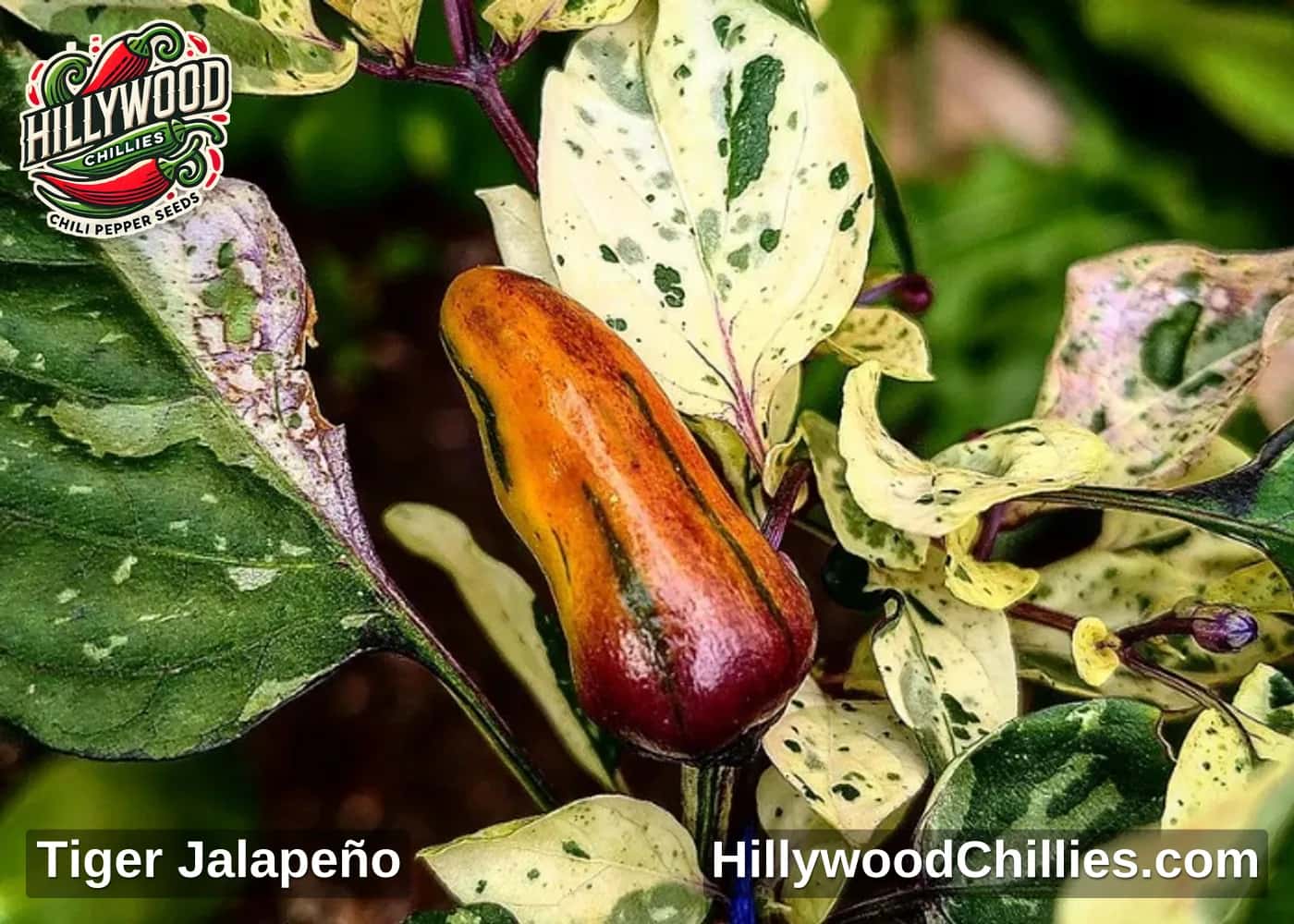 Tiger Jalapeño
