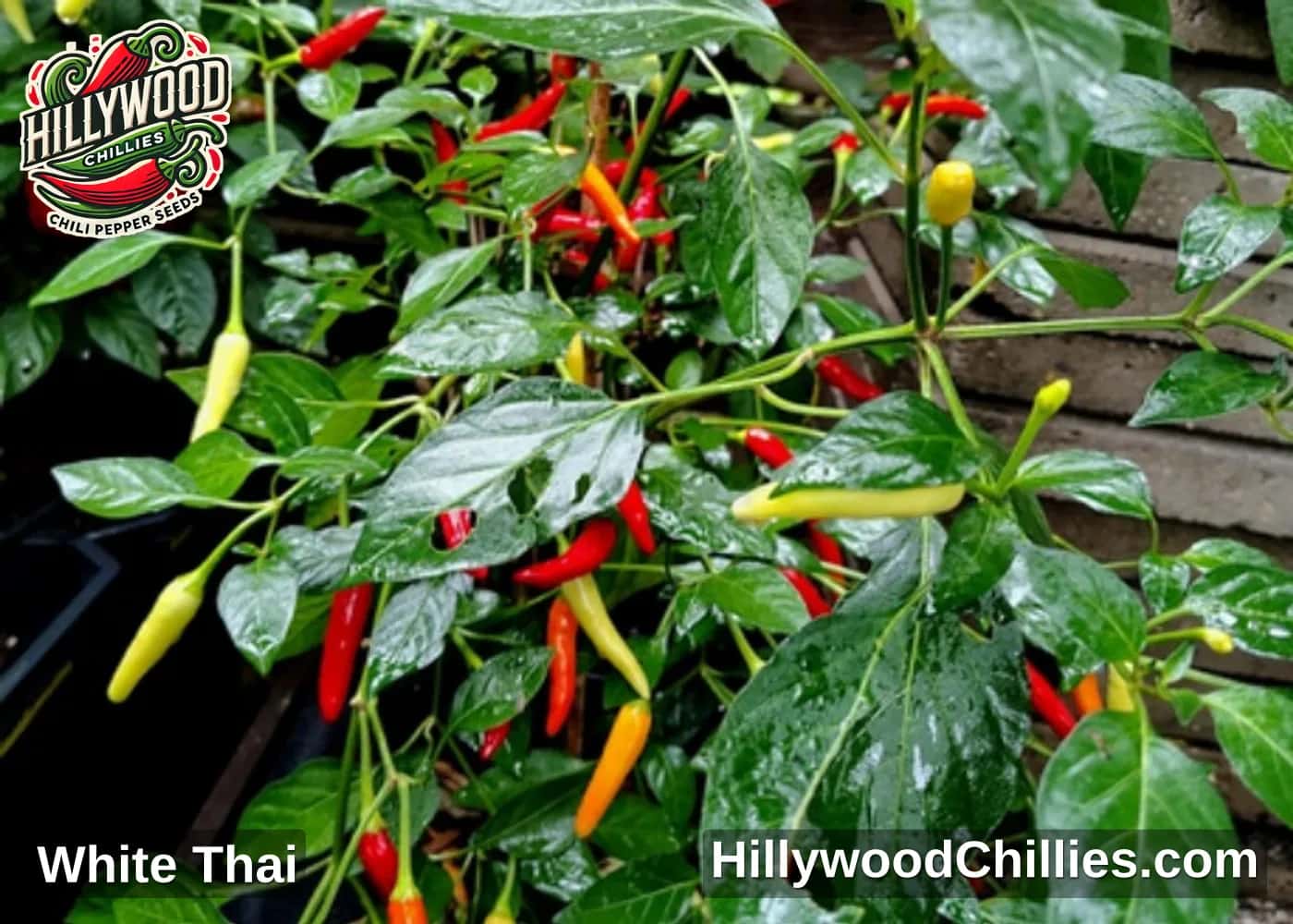 White Thai