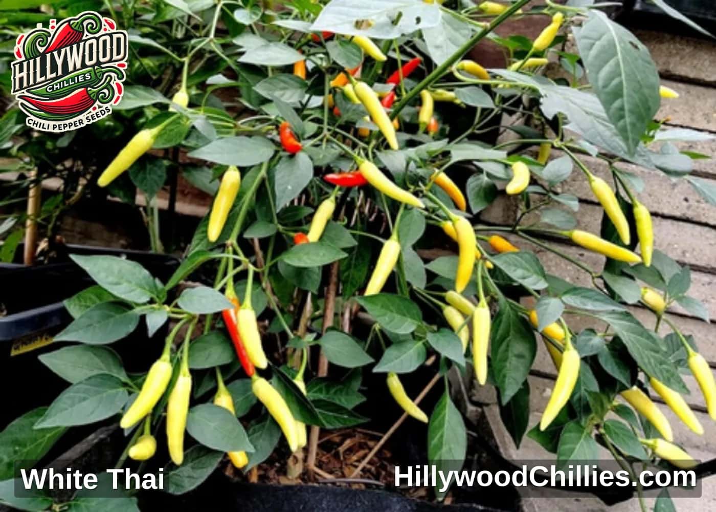 White Thai