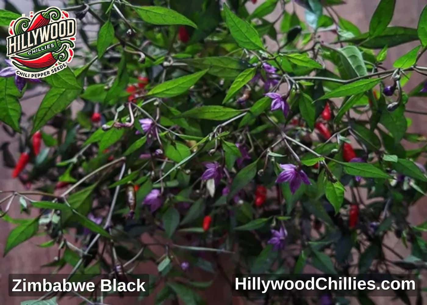 Zimbabwe Black