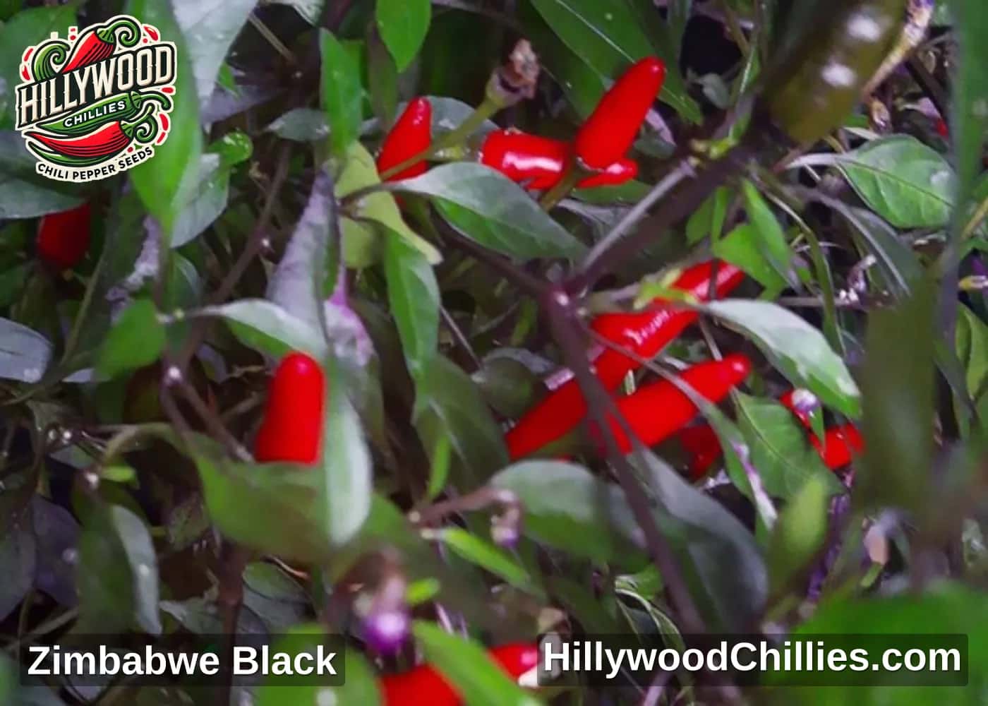 Zimbabwe Black