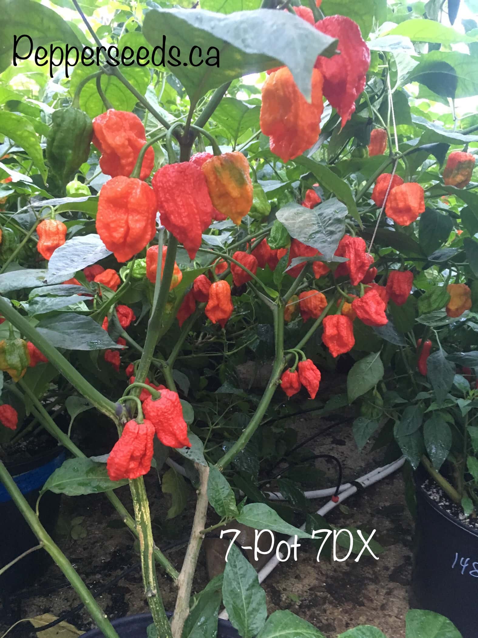 7 Pot 7DX