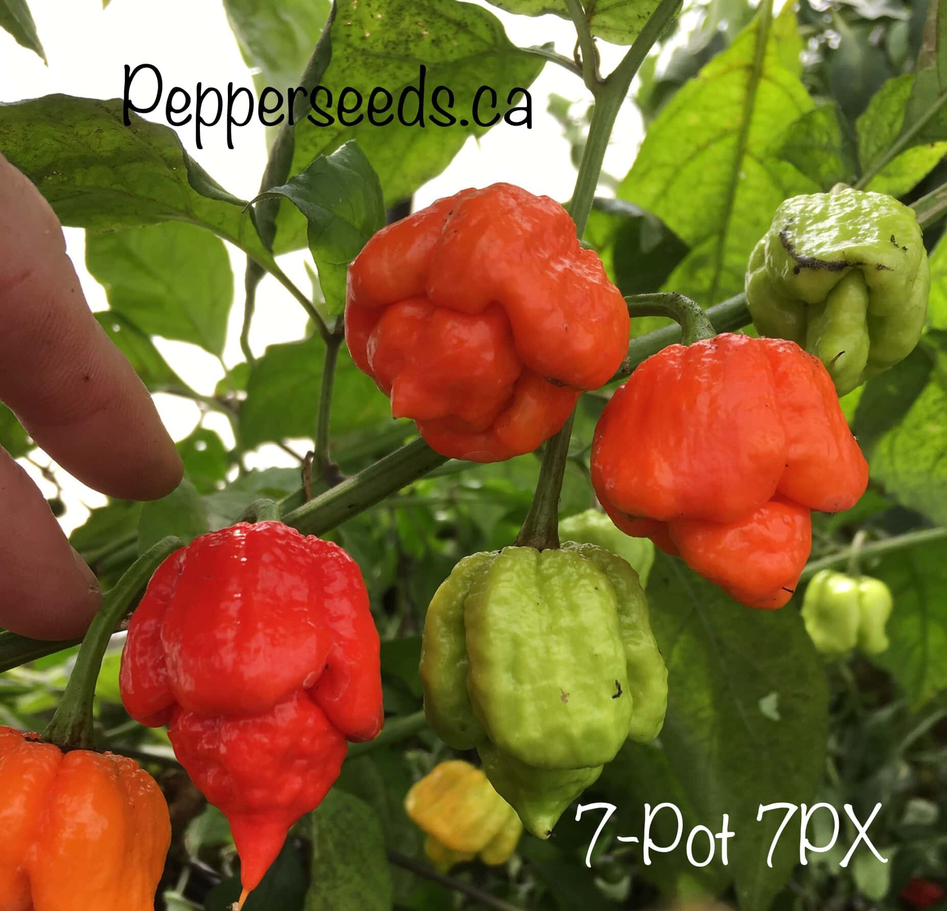 7 Pot 7PX