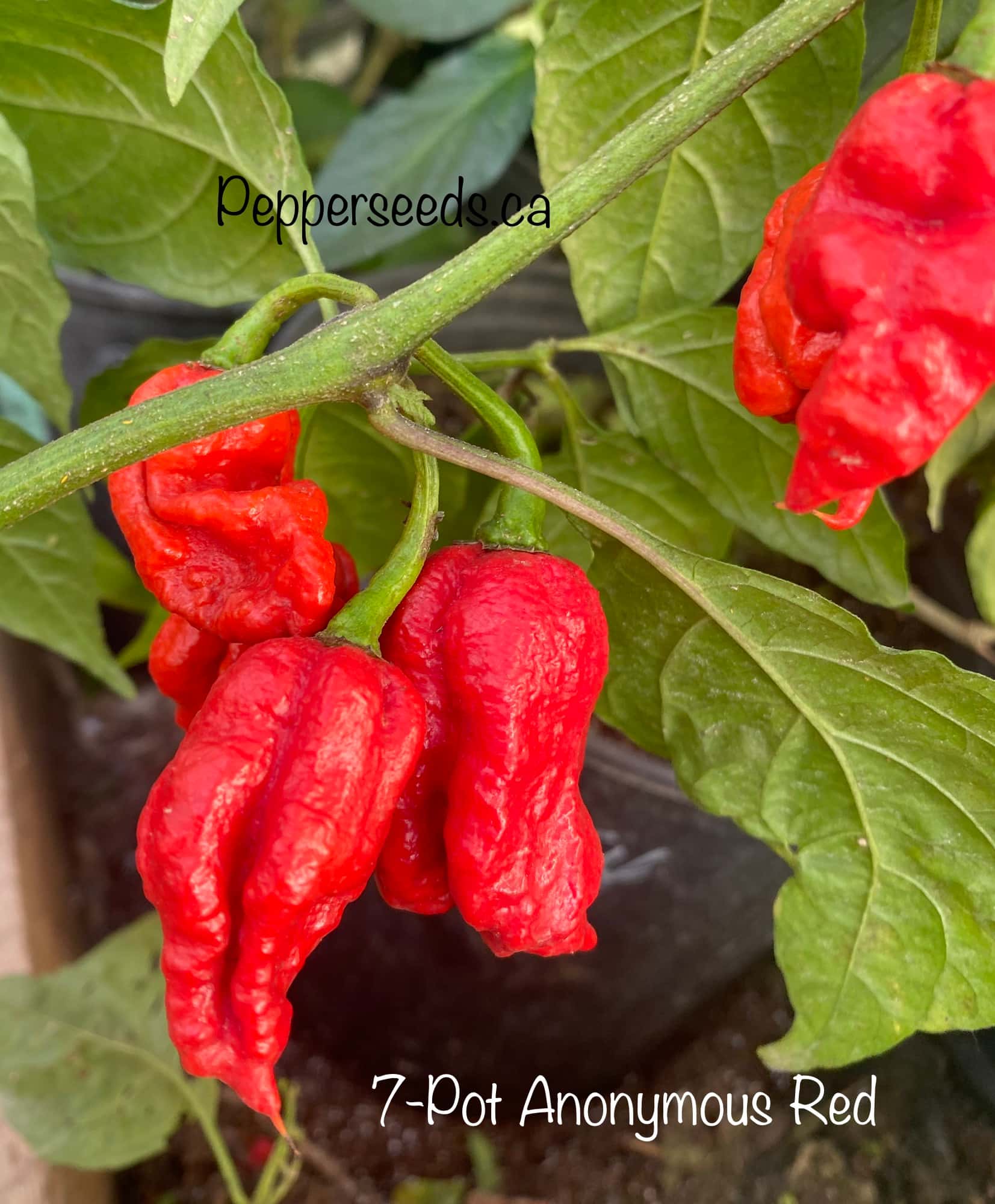 7 Pot Anonymous Red