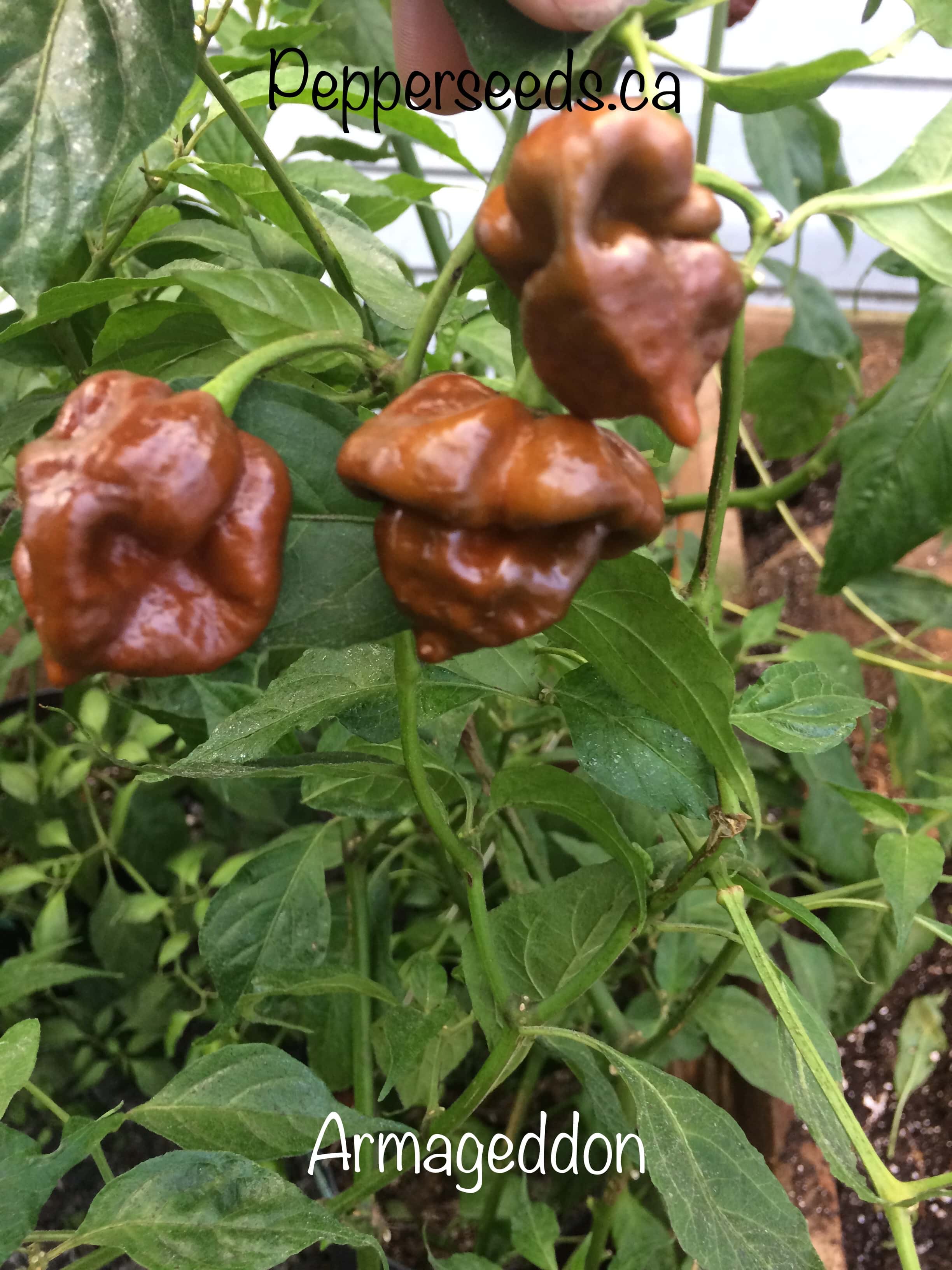 7 Pot Armageddon