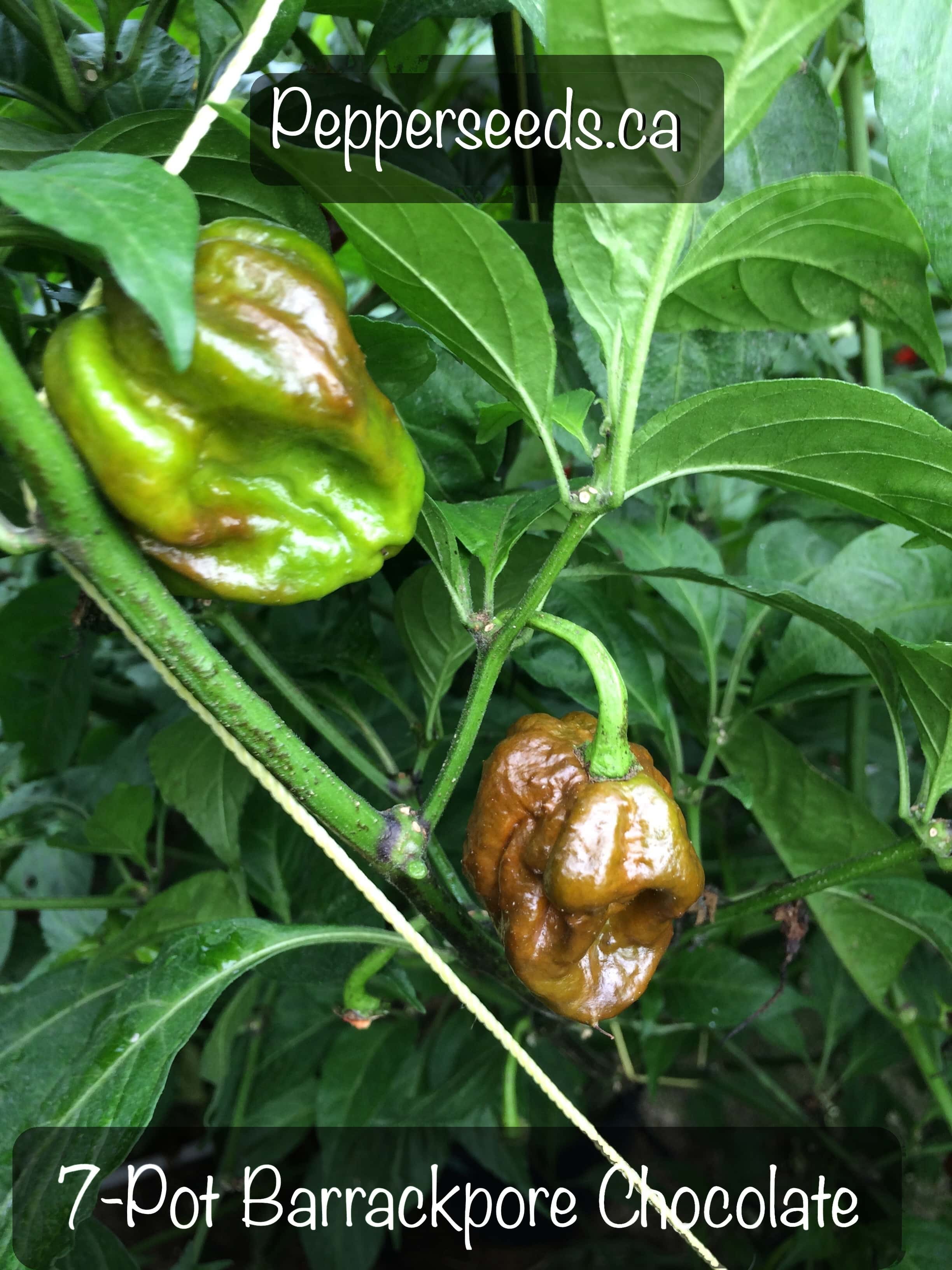 7 Pot Barrackpore Chocolate