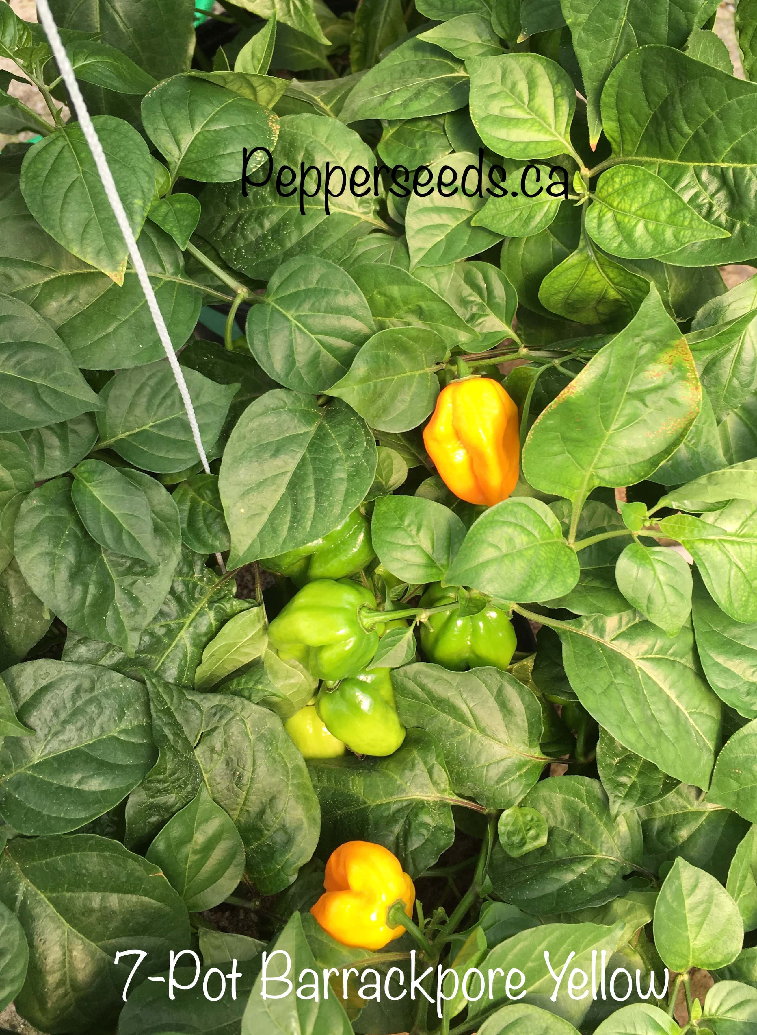 7 Pot Barrackpore Yellow