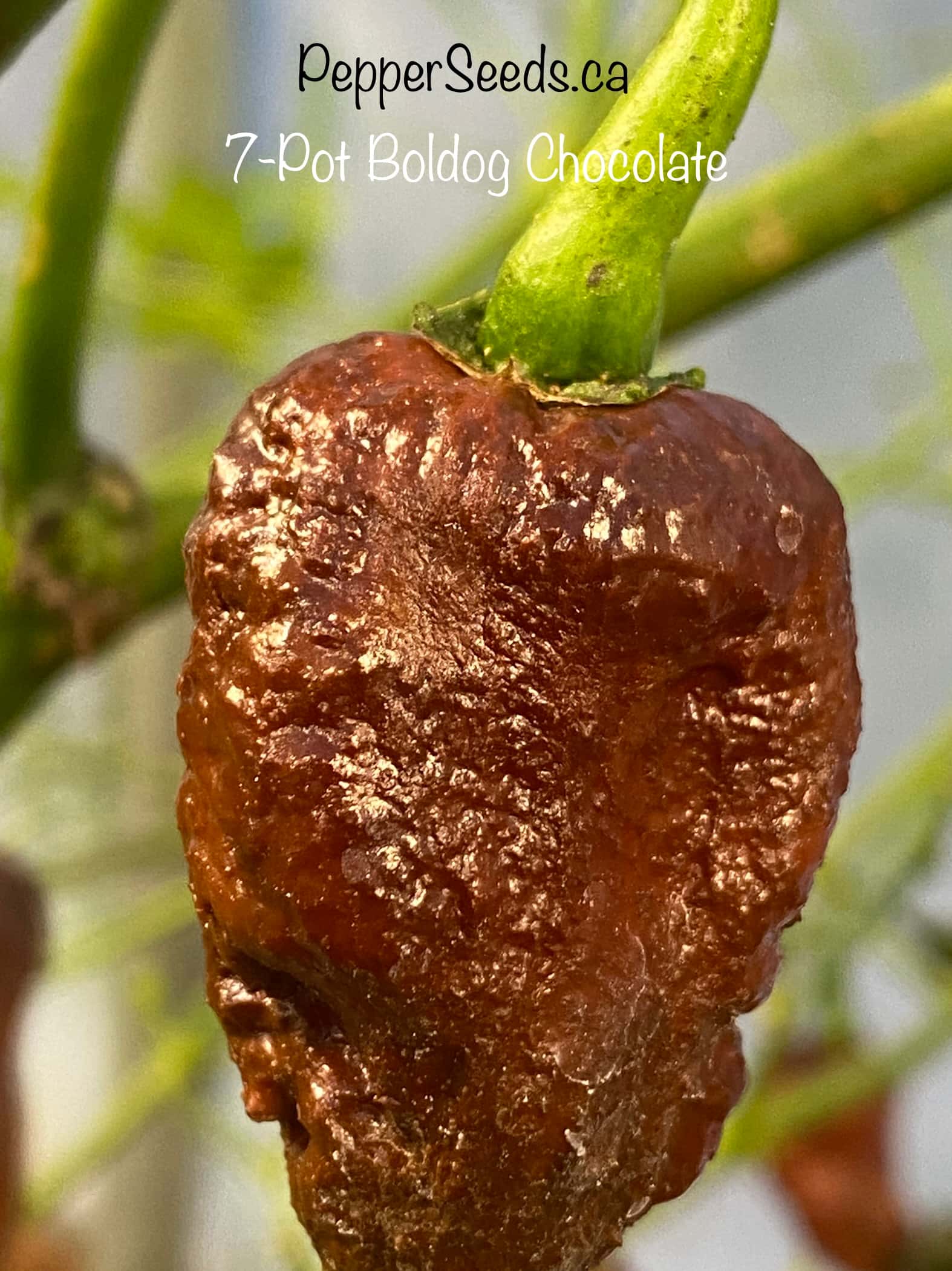 7 Pot Boldog Chocolate