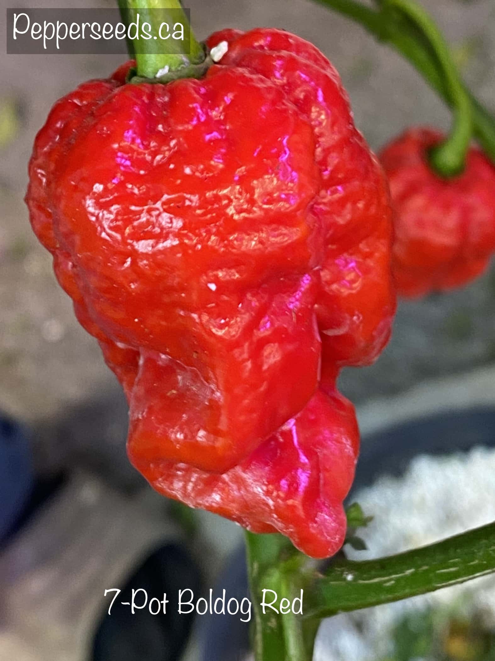 7 Pot Boldog Red