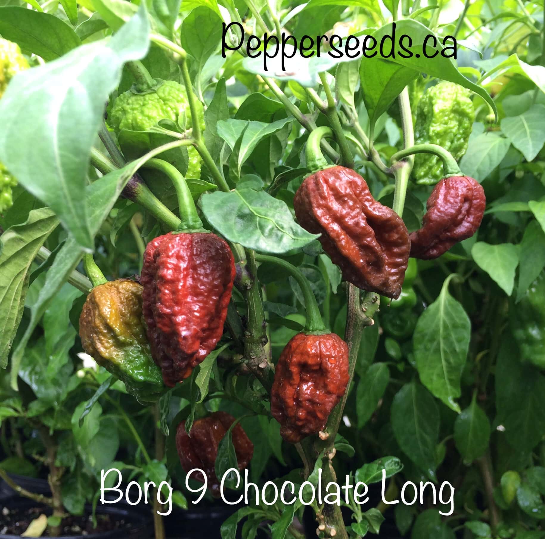 7 Pot Borg 9 Chocolate Long