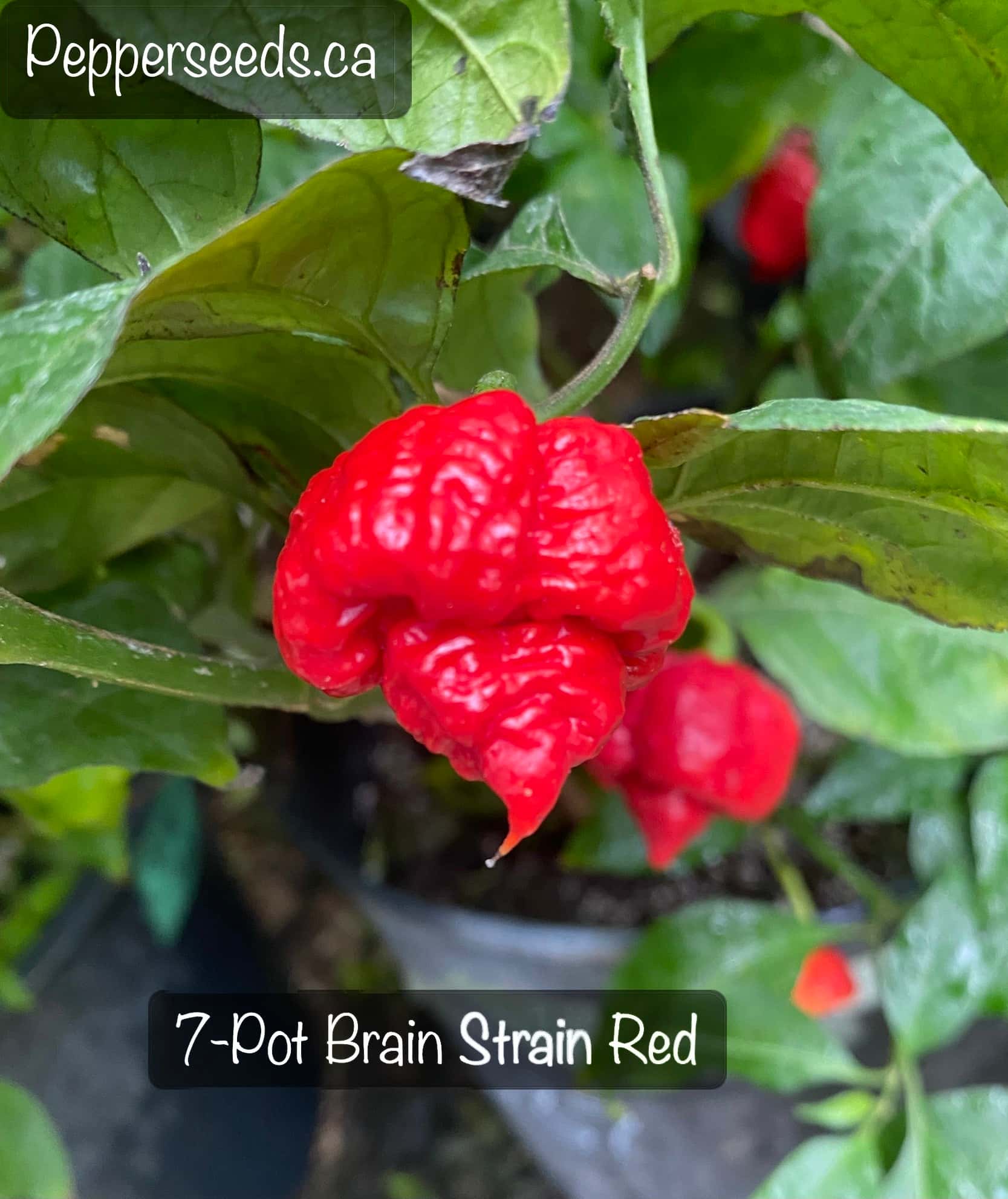 7 Pot Brainstrain