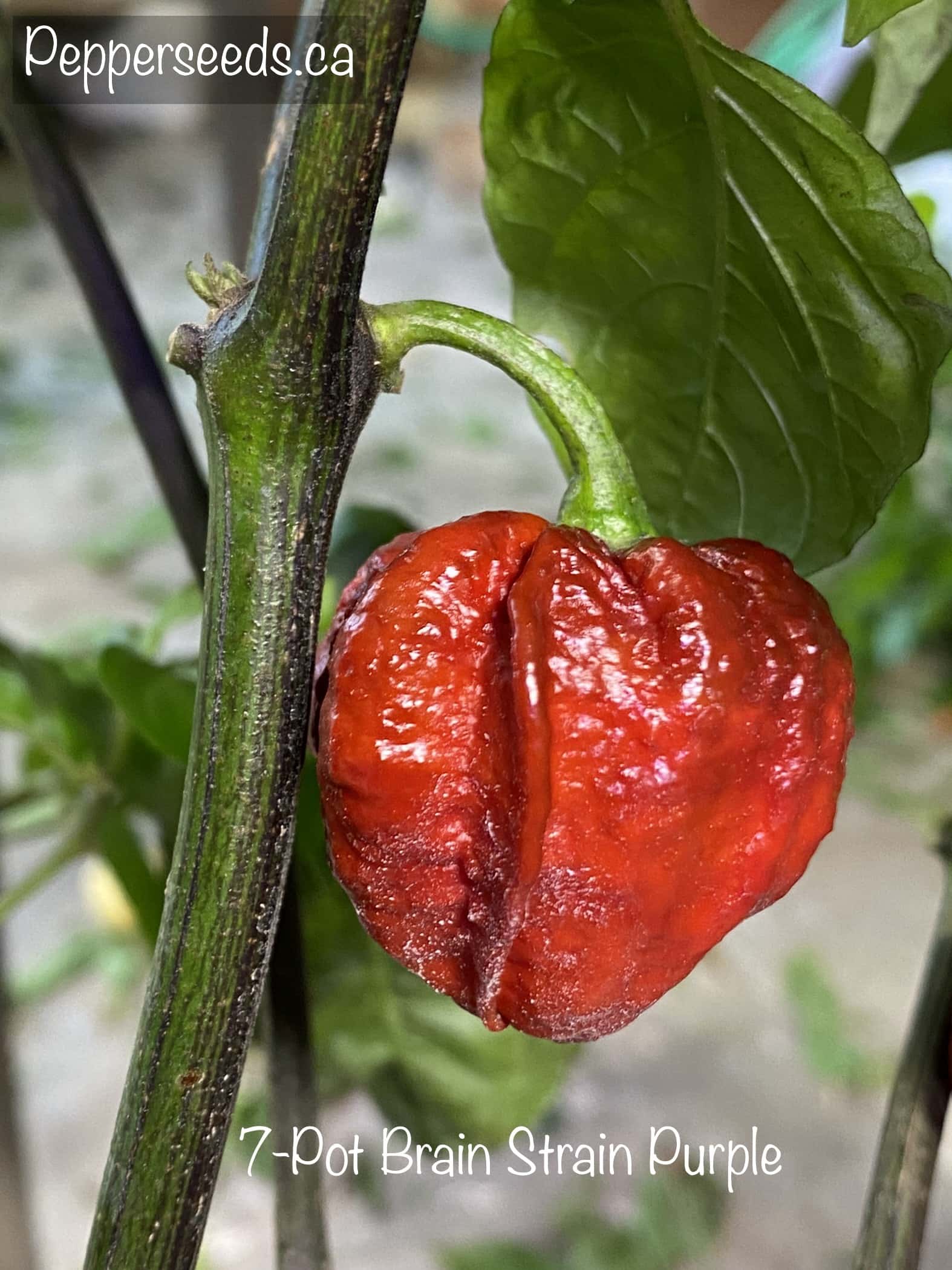 7 Pot Brainstrain Purple