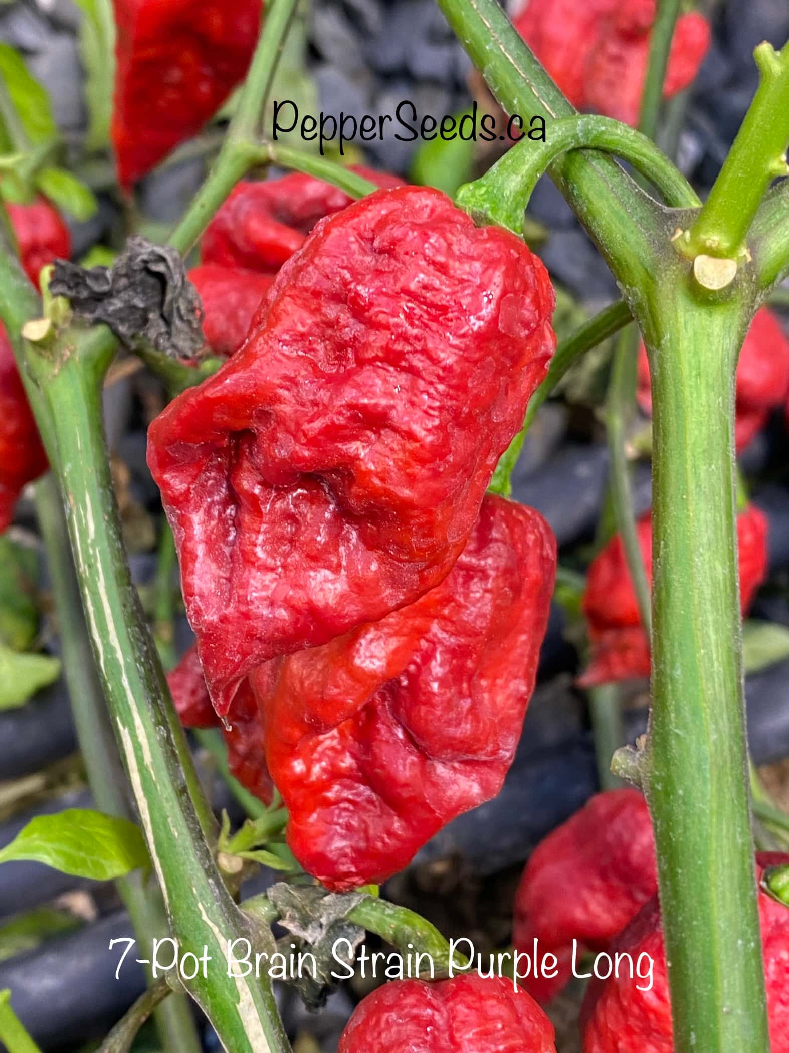 7 Pot Brainstrain Purple Long
