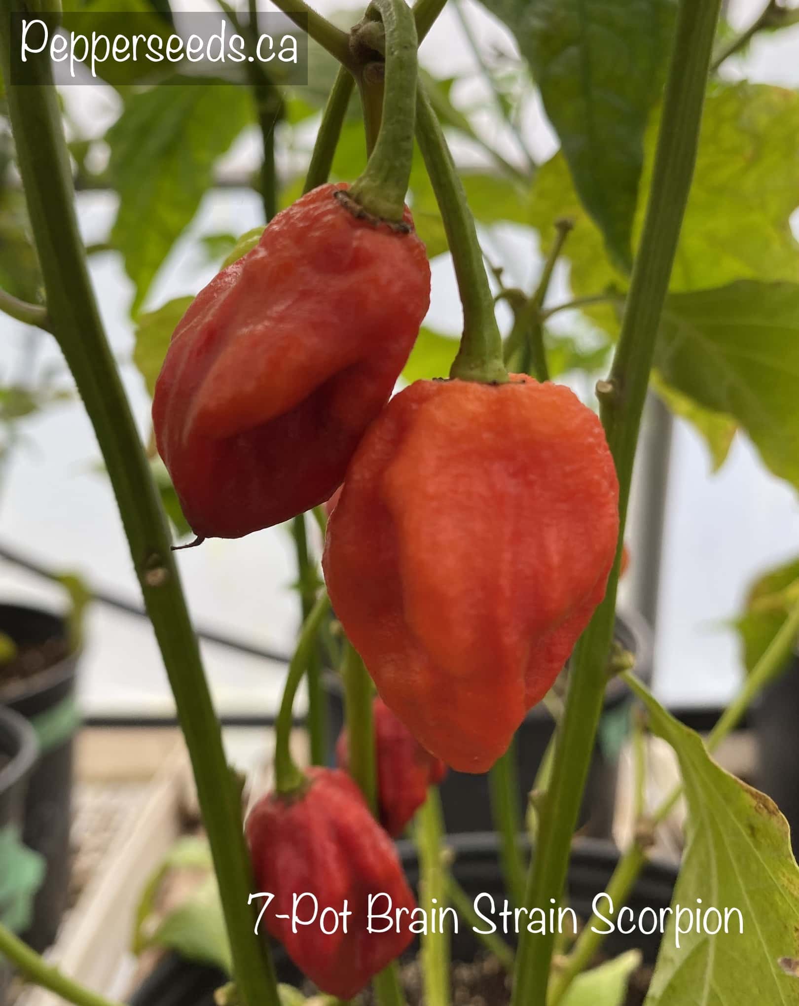7 Pot Brainstrain Scorpion