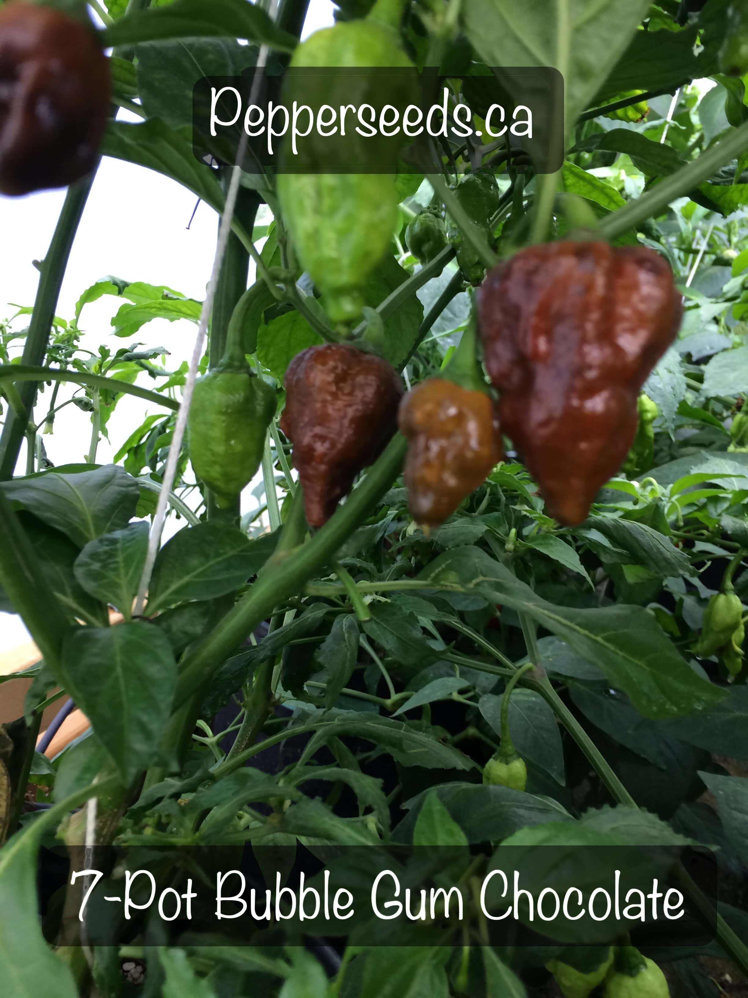 7 Pot Bubblegum Brown