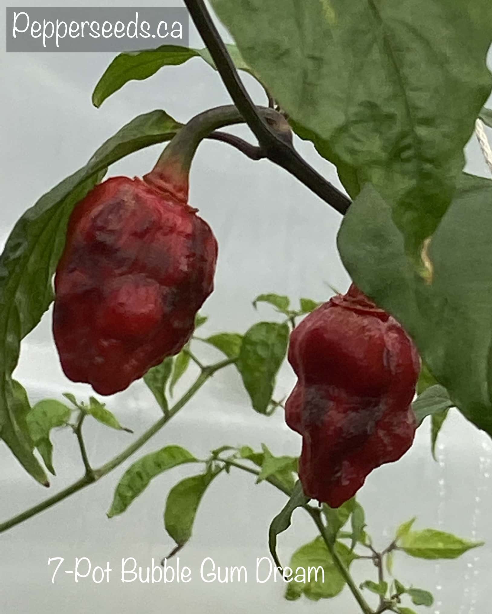7 Pot Bubblegum Dream