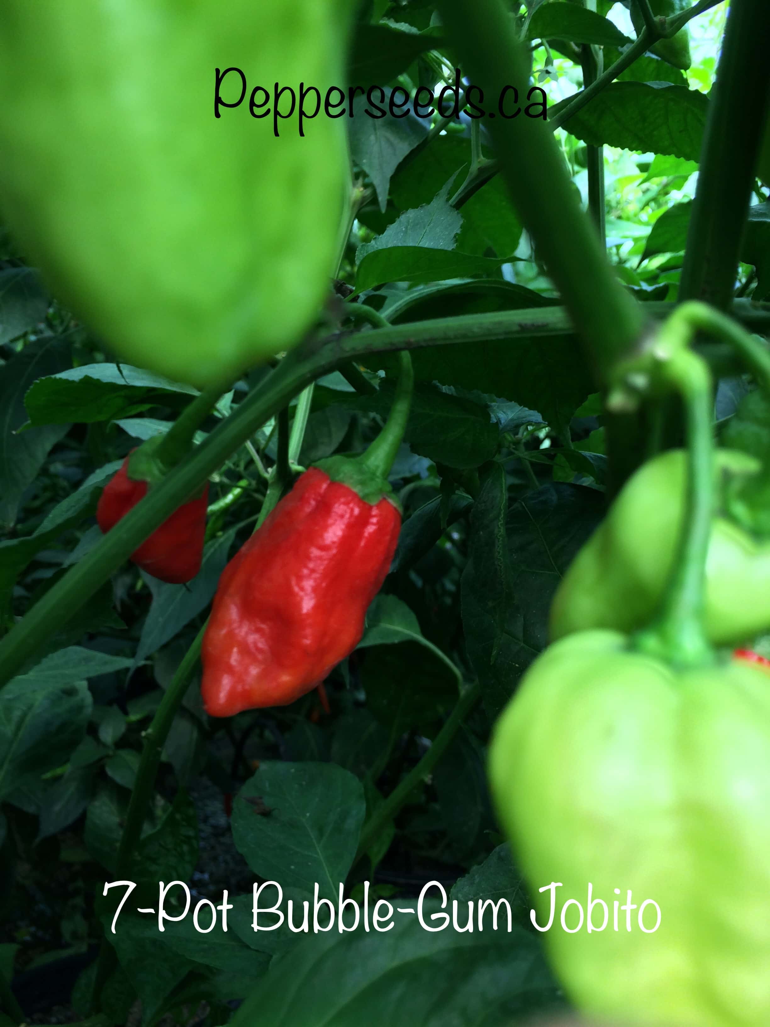 7 Pot Bubblegum Jobito