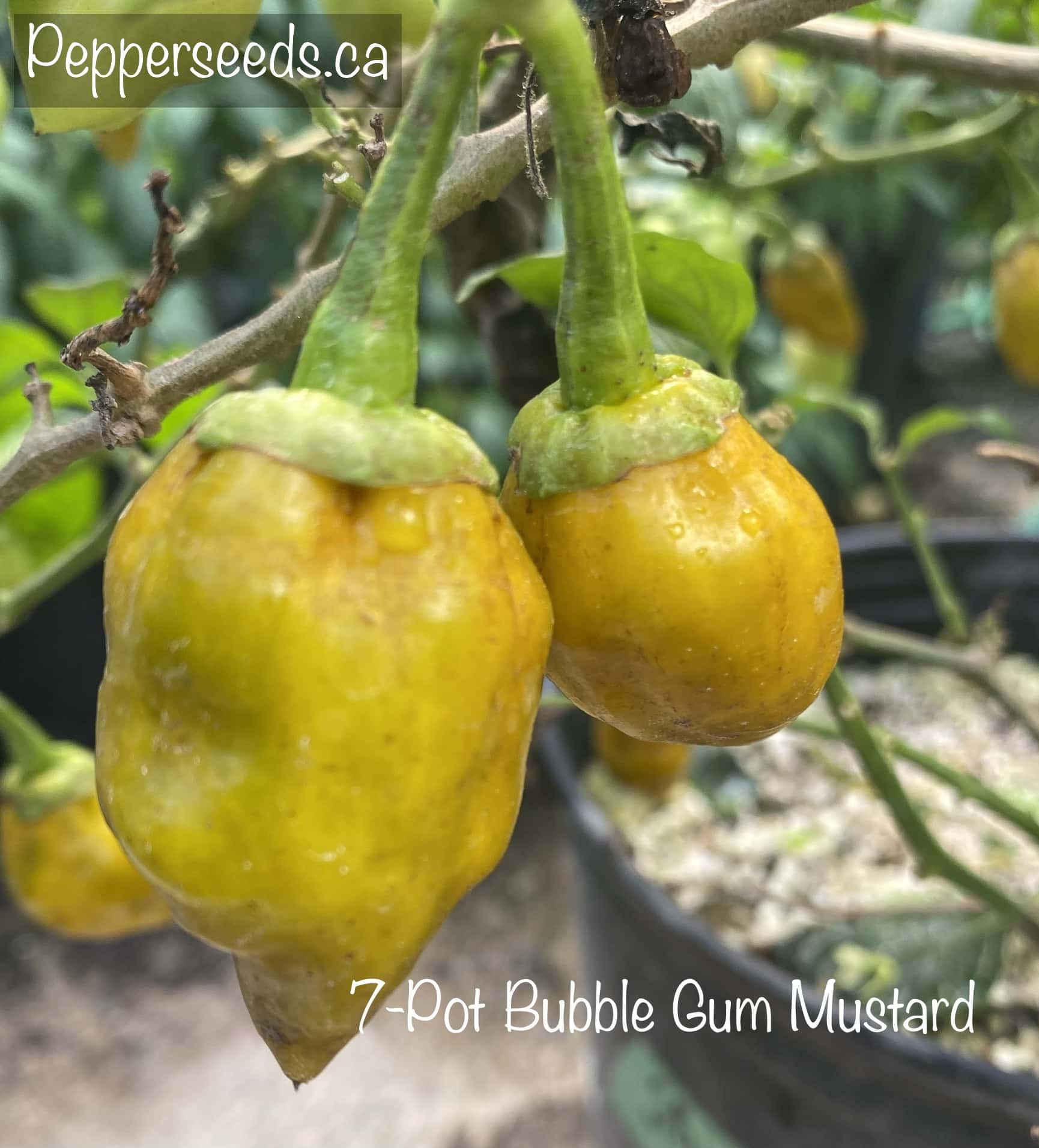 7 Pot Bubblegum Mustard