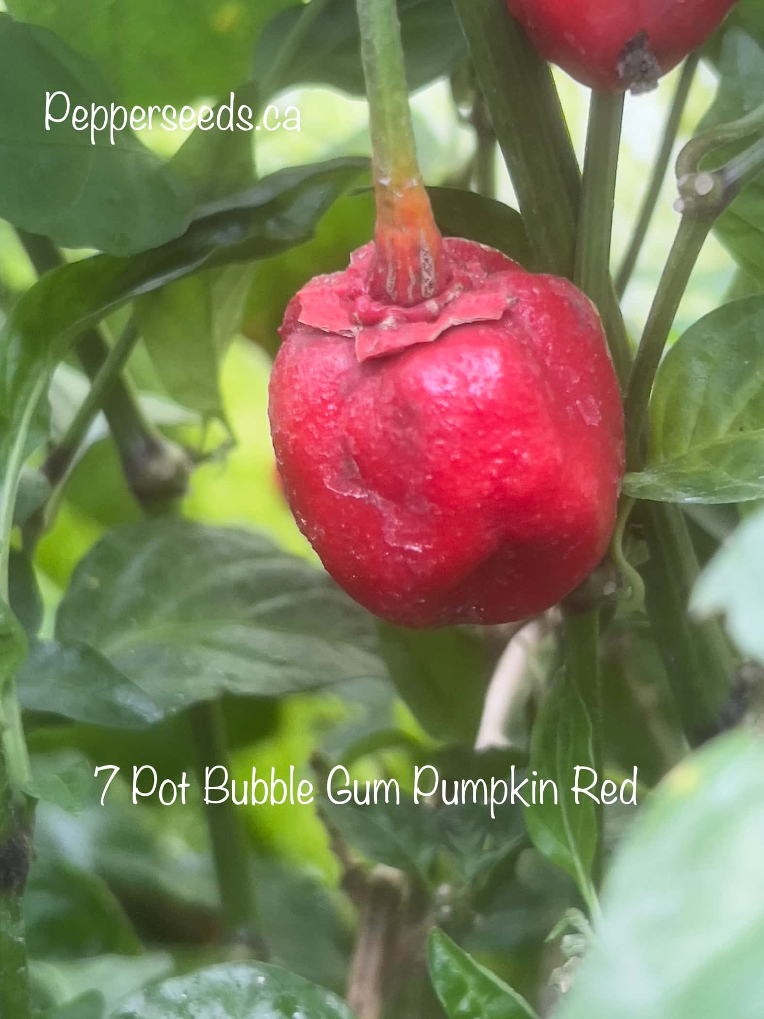 7 Pot Bubblegum Pumpkin Red