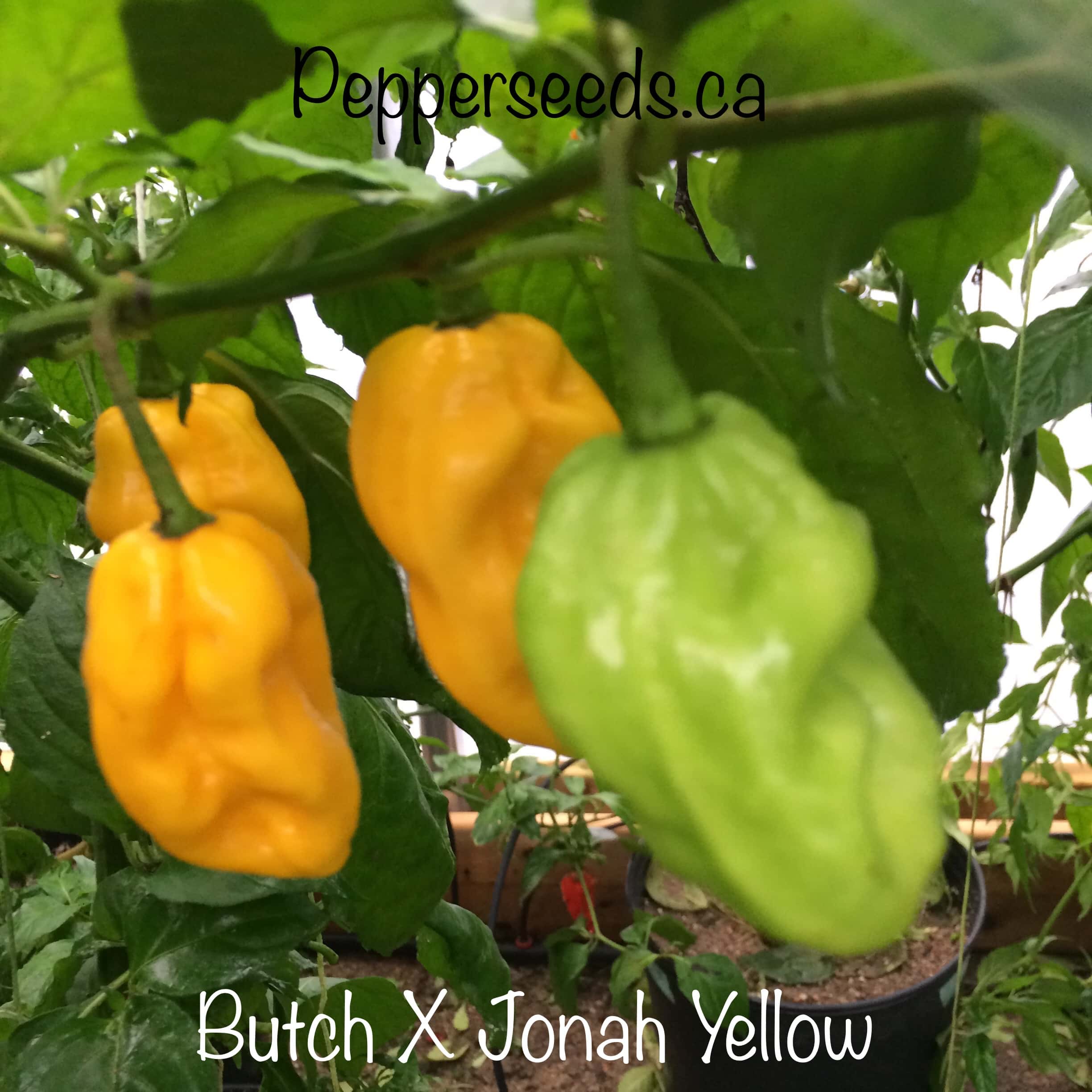 7 Pot Butch X Jonah Yellow