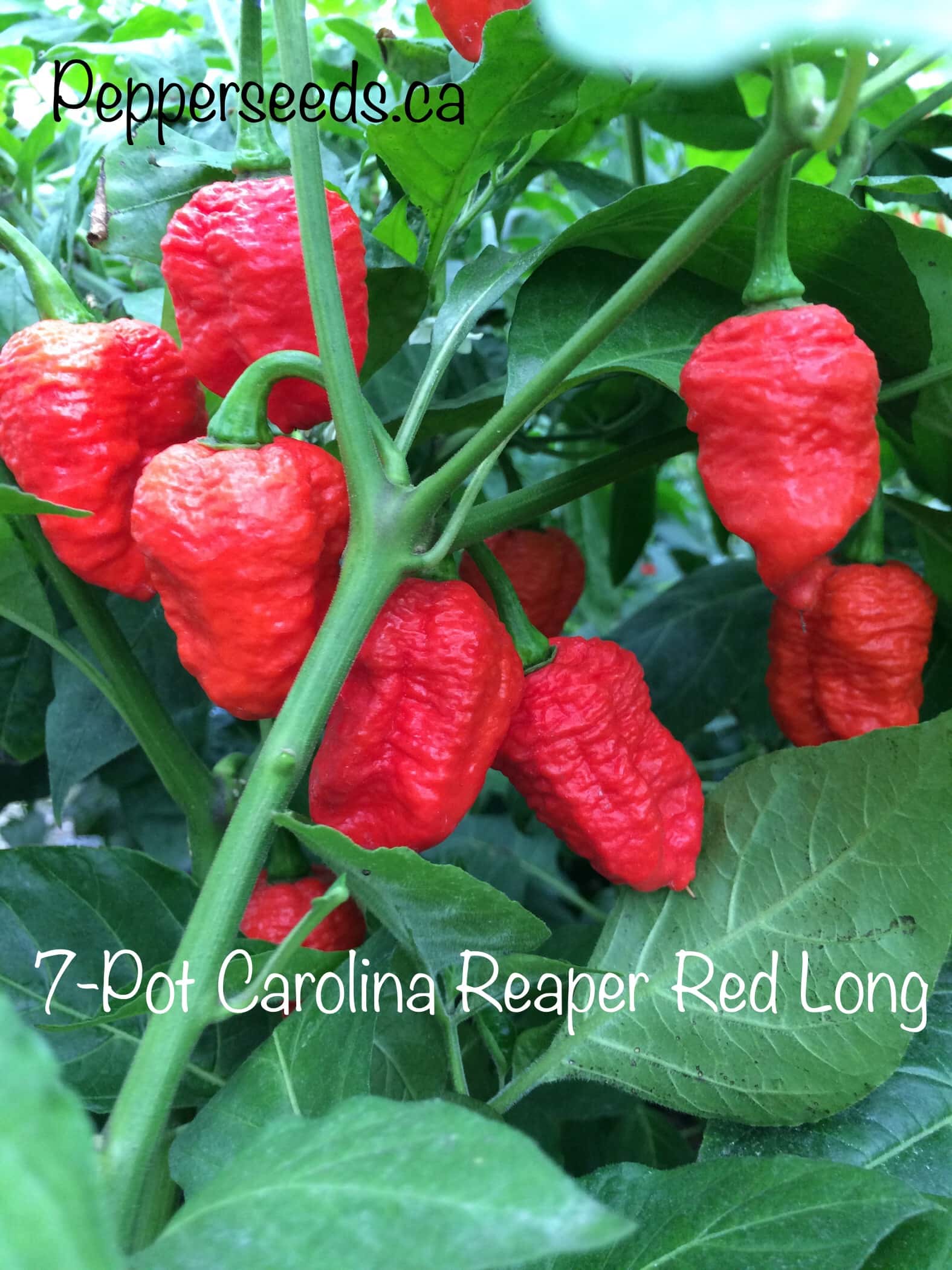 7 Pot Carolina Reaper Red Long
