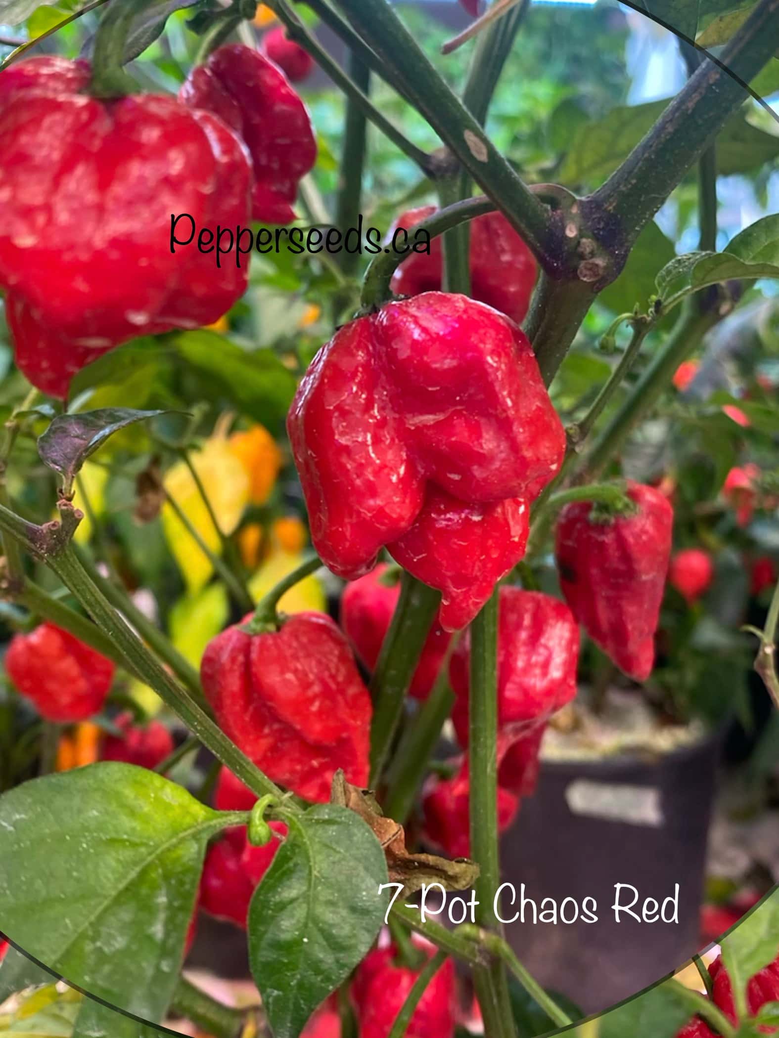 7 Pot Chaos Red