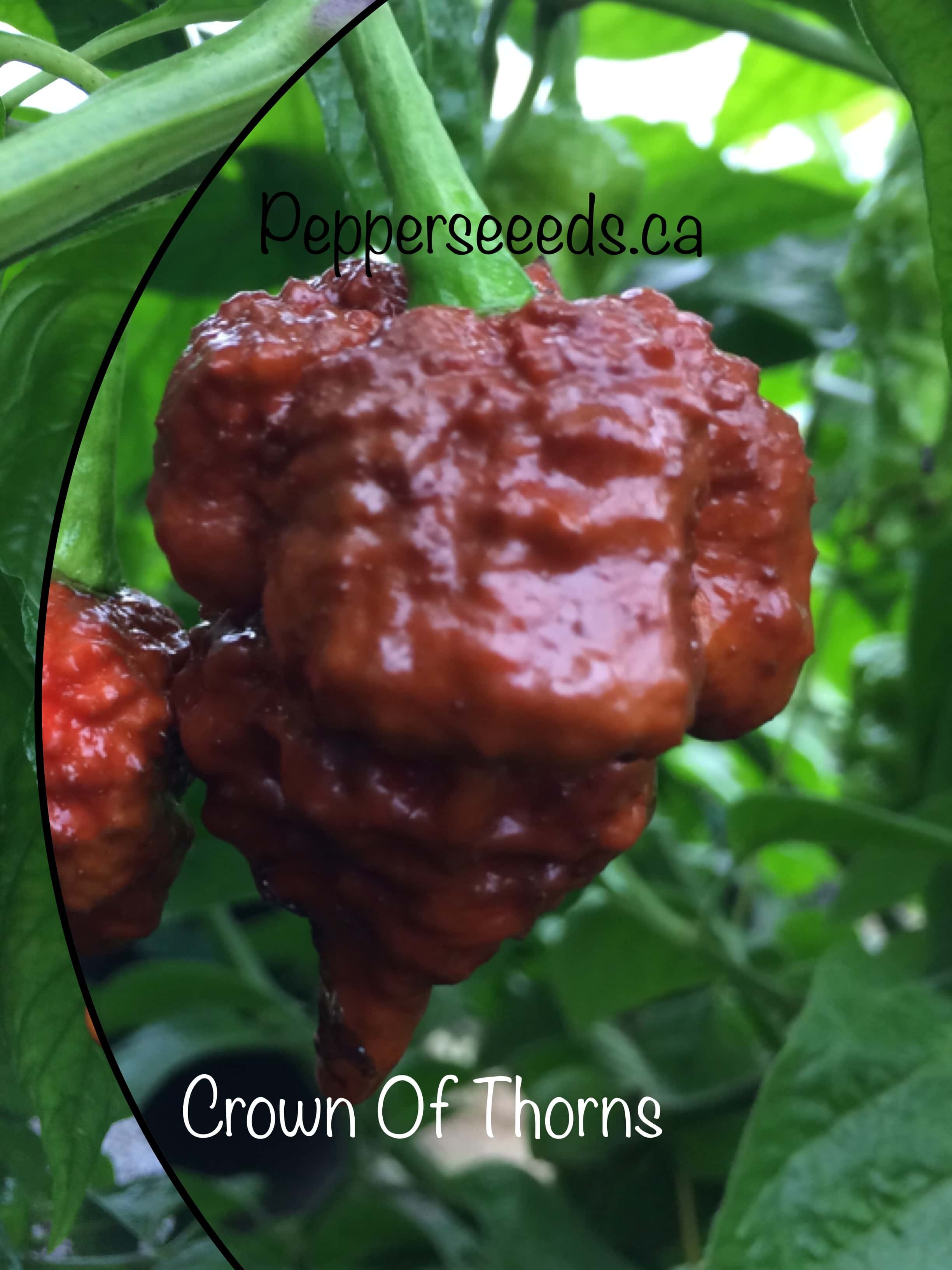 7 Pot Crown Of Thorns Chocolate