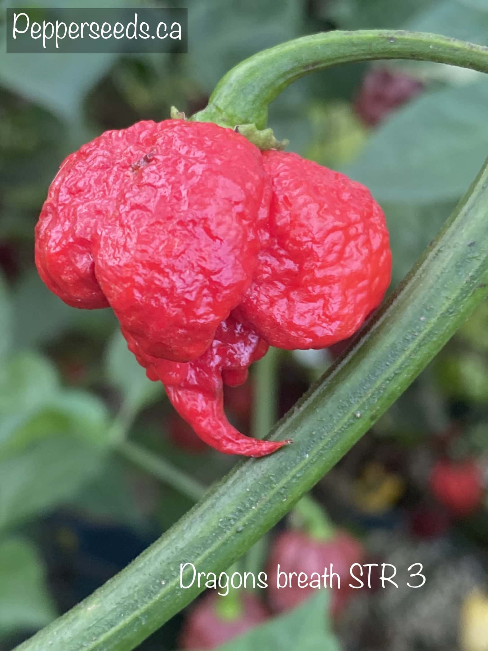 7 Pot Dragon's Breath STR 3