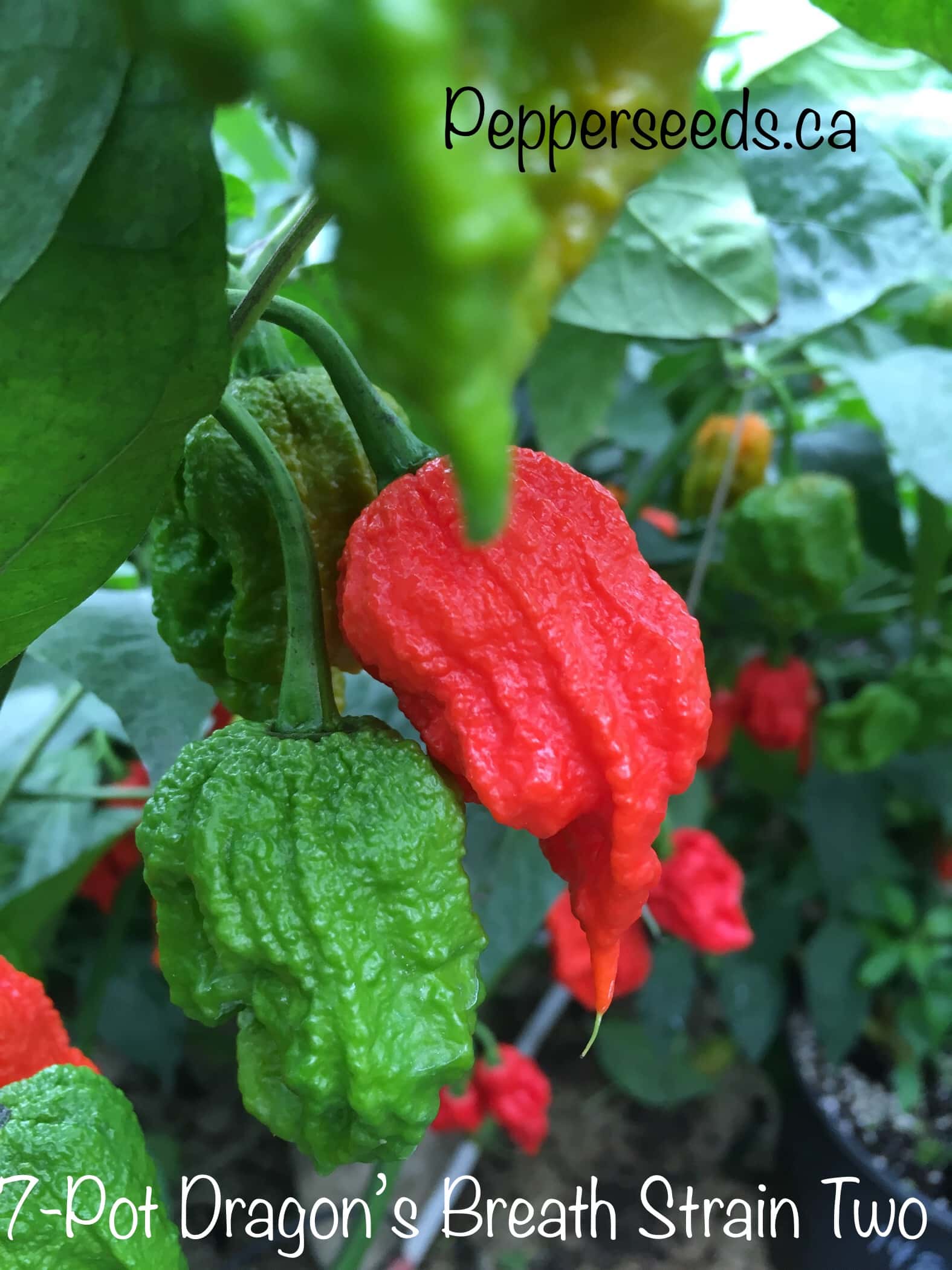 7 Pot Dragon's Breath Strain Two