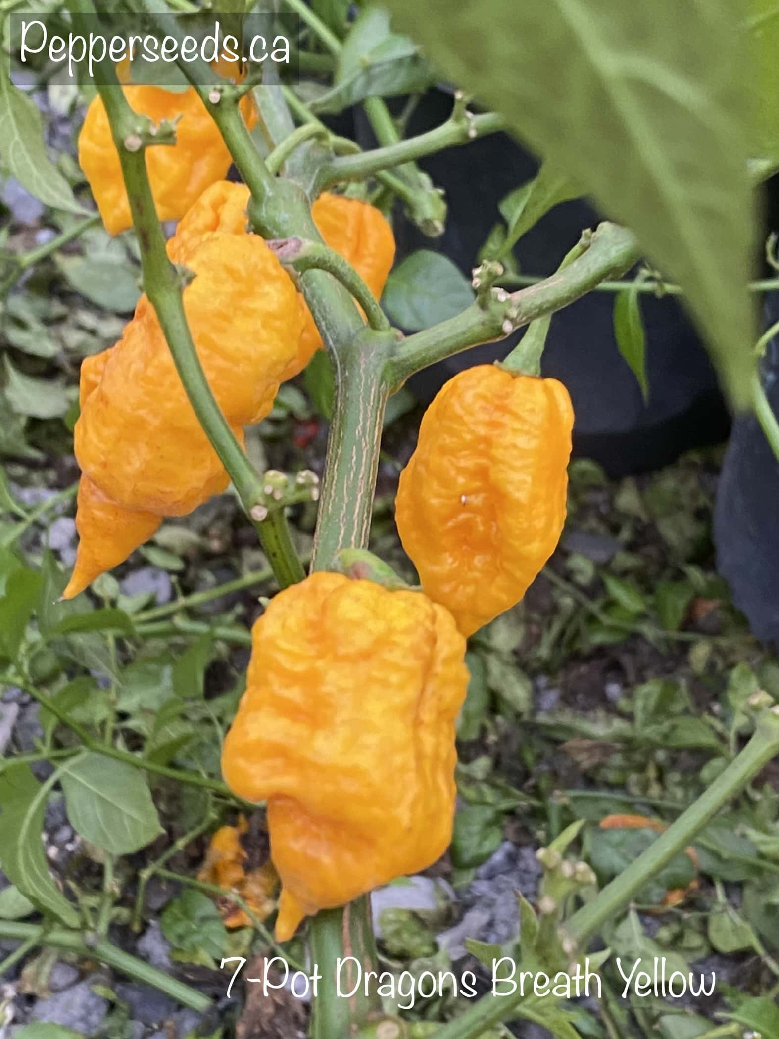 7 Pot Dragon's Breath Yellow