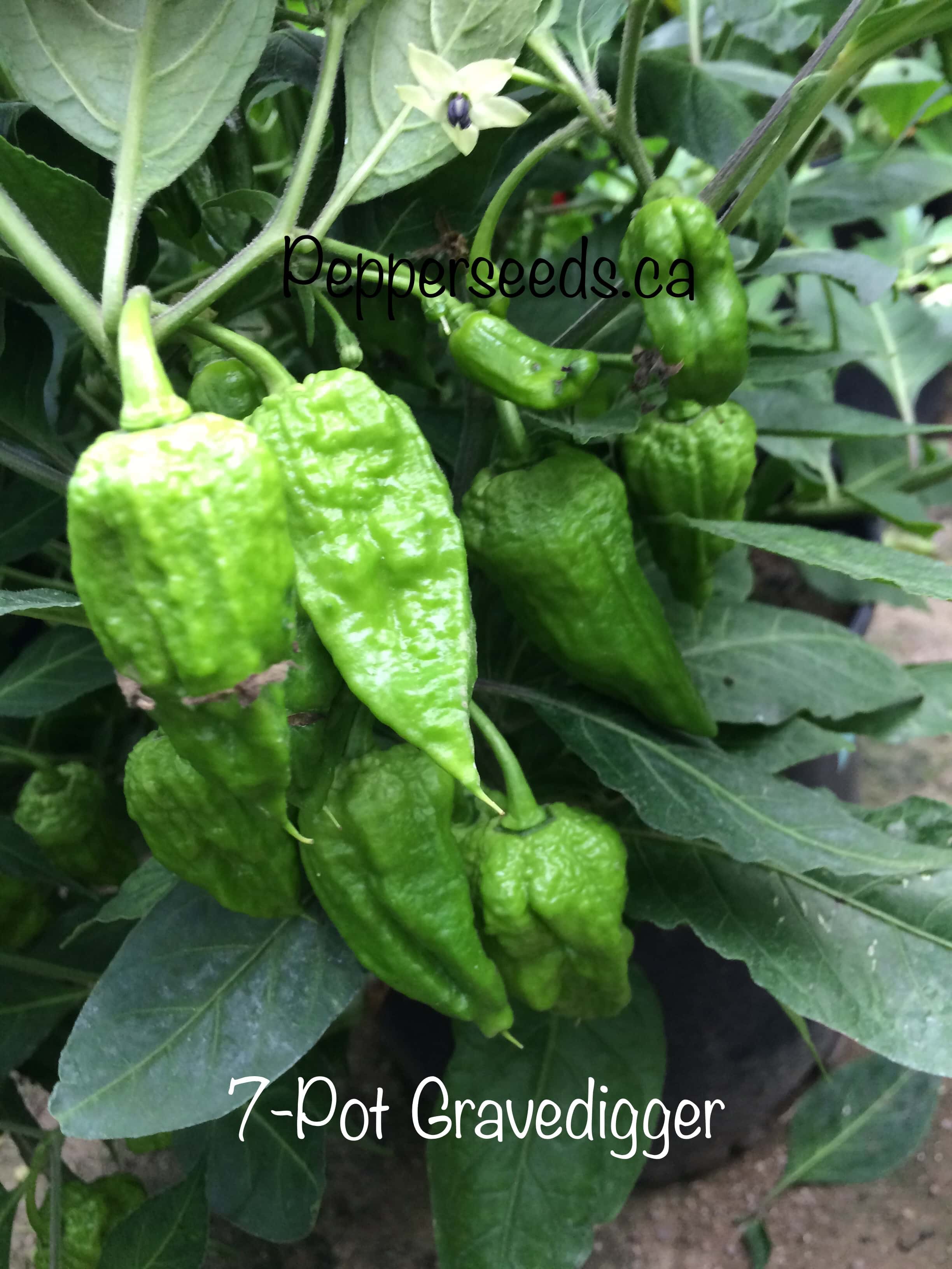 7 Pot Gravedigger