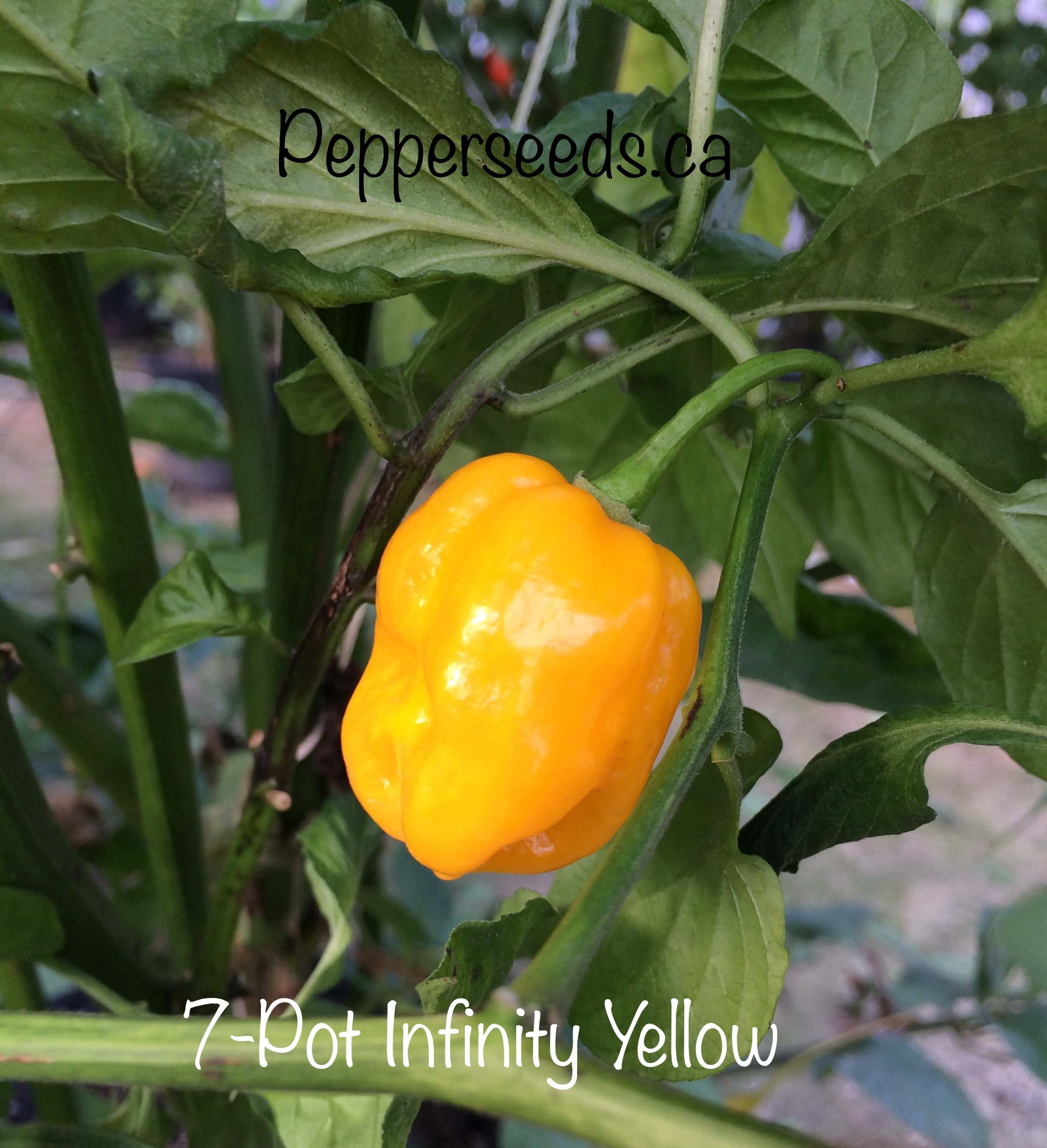 7 Pot Infinity Yellow