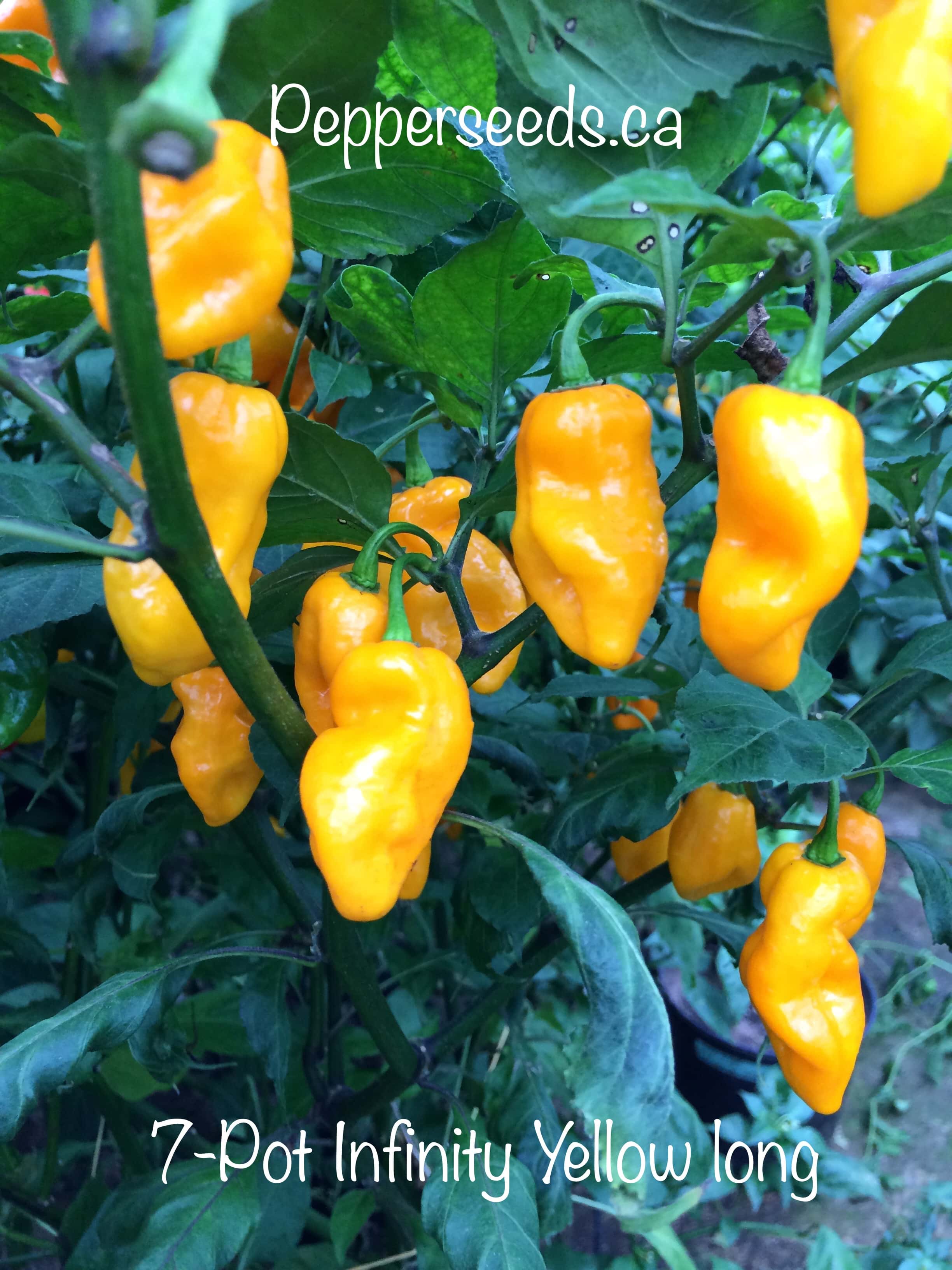 7 Pot Infinity Yellow Long
