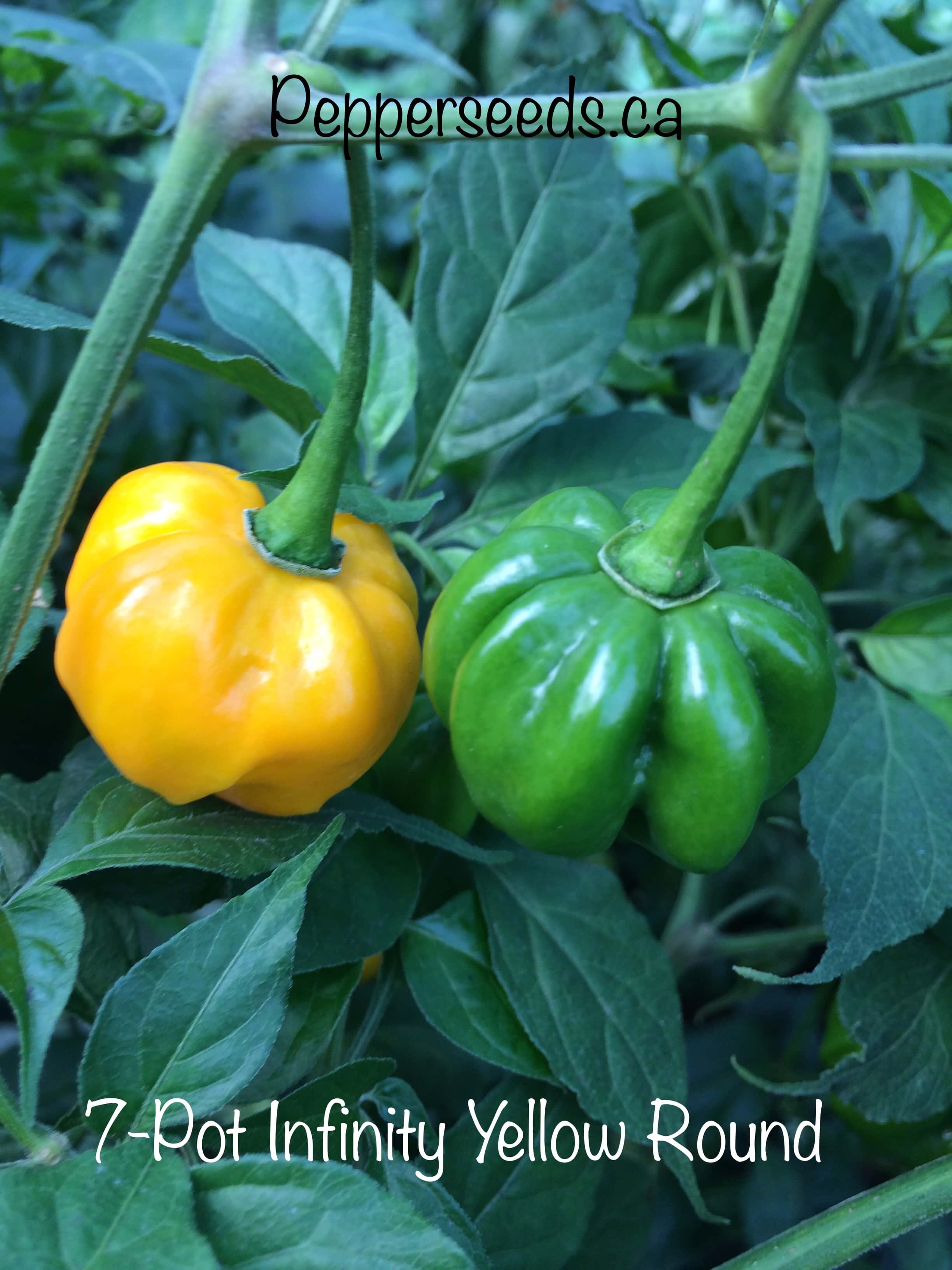 7 Pot Infinity Yellow Round