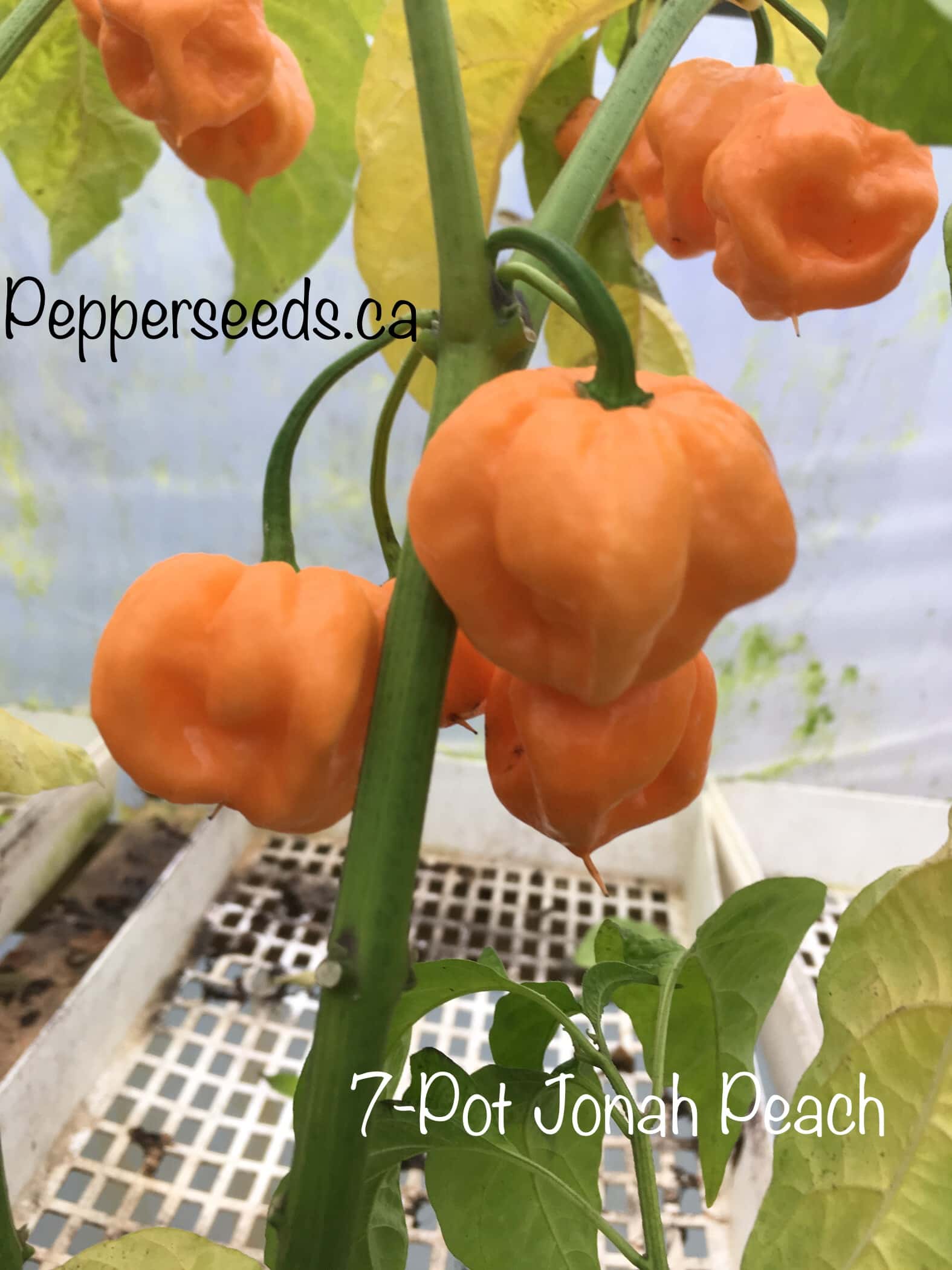 7 Pot Jonah Peach