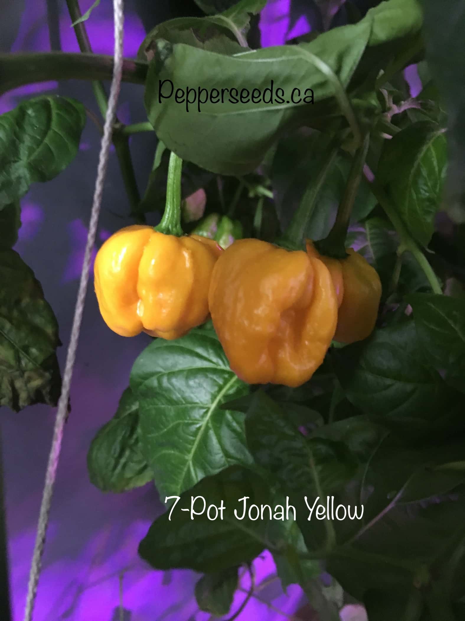7 Pot Jonah Yellow