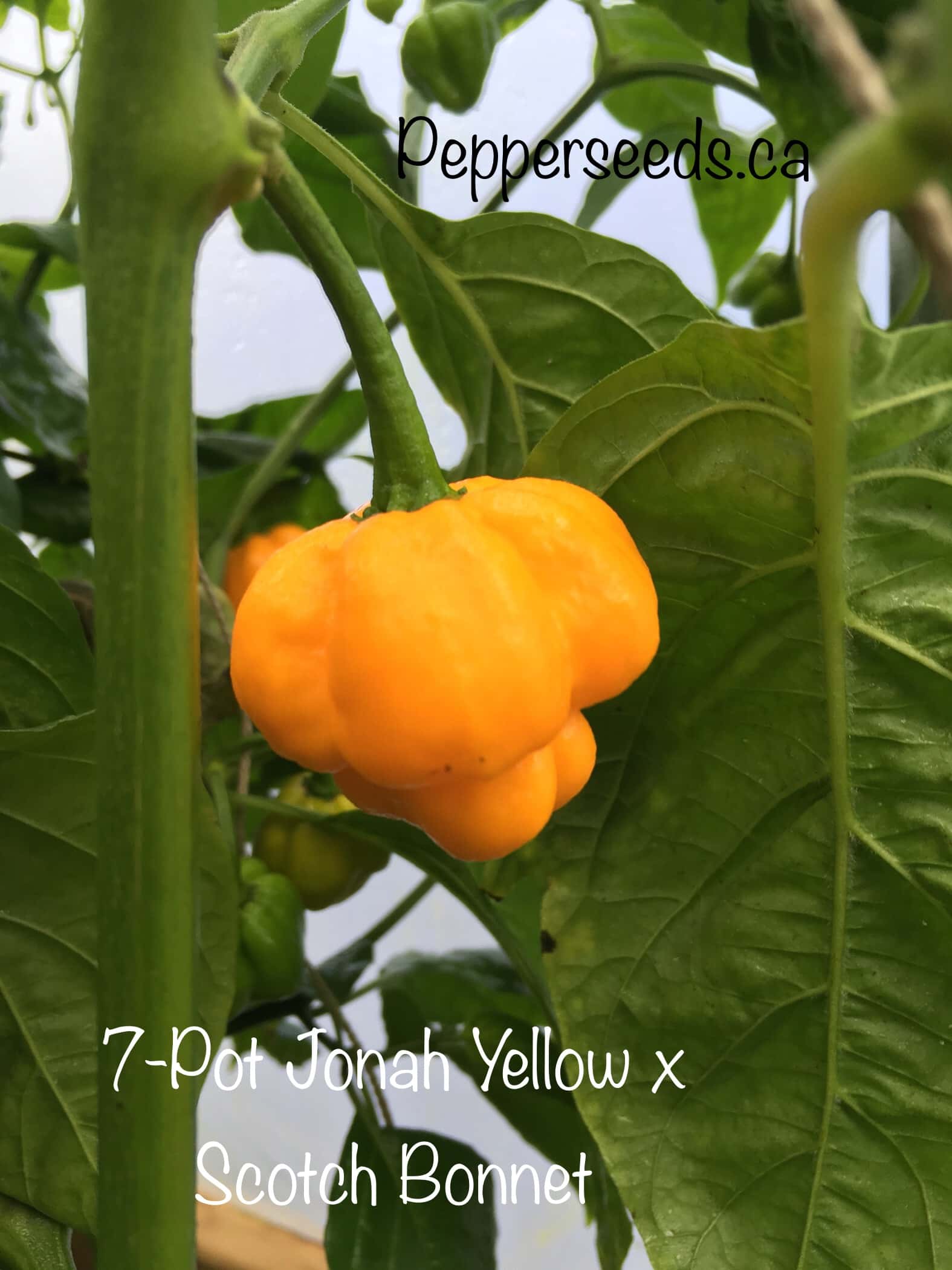 7 Pot Jonah Yellow x Scotch Bonnet