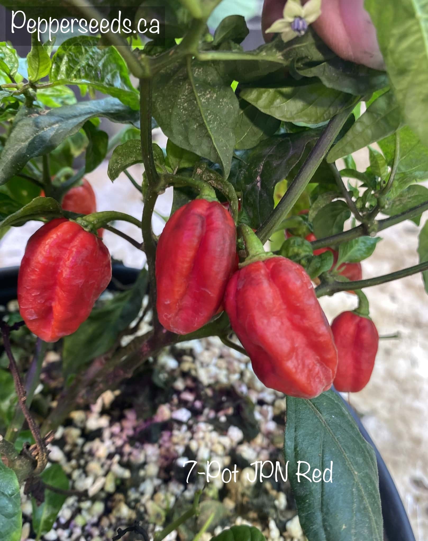 7 Pot JPN Red