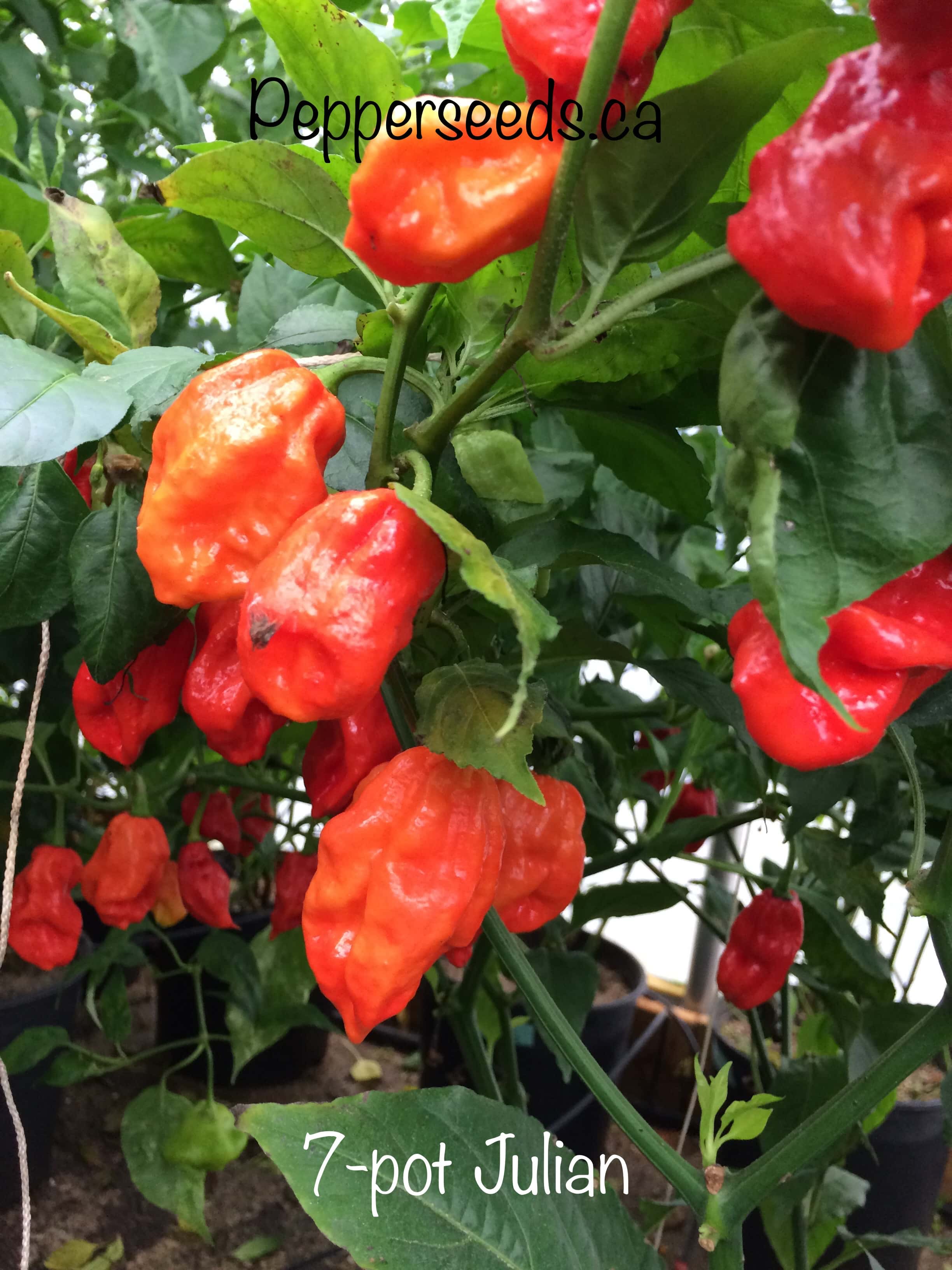 7 Pot Julian