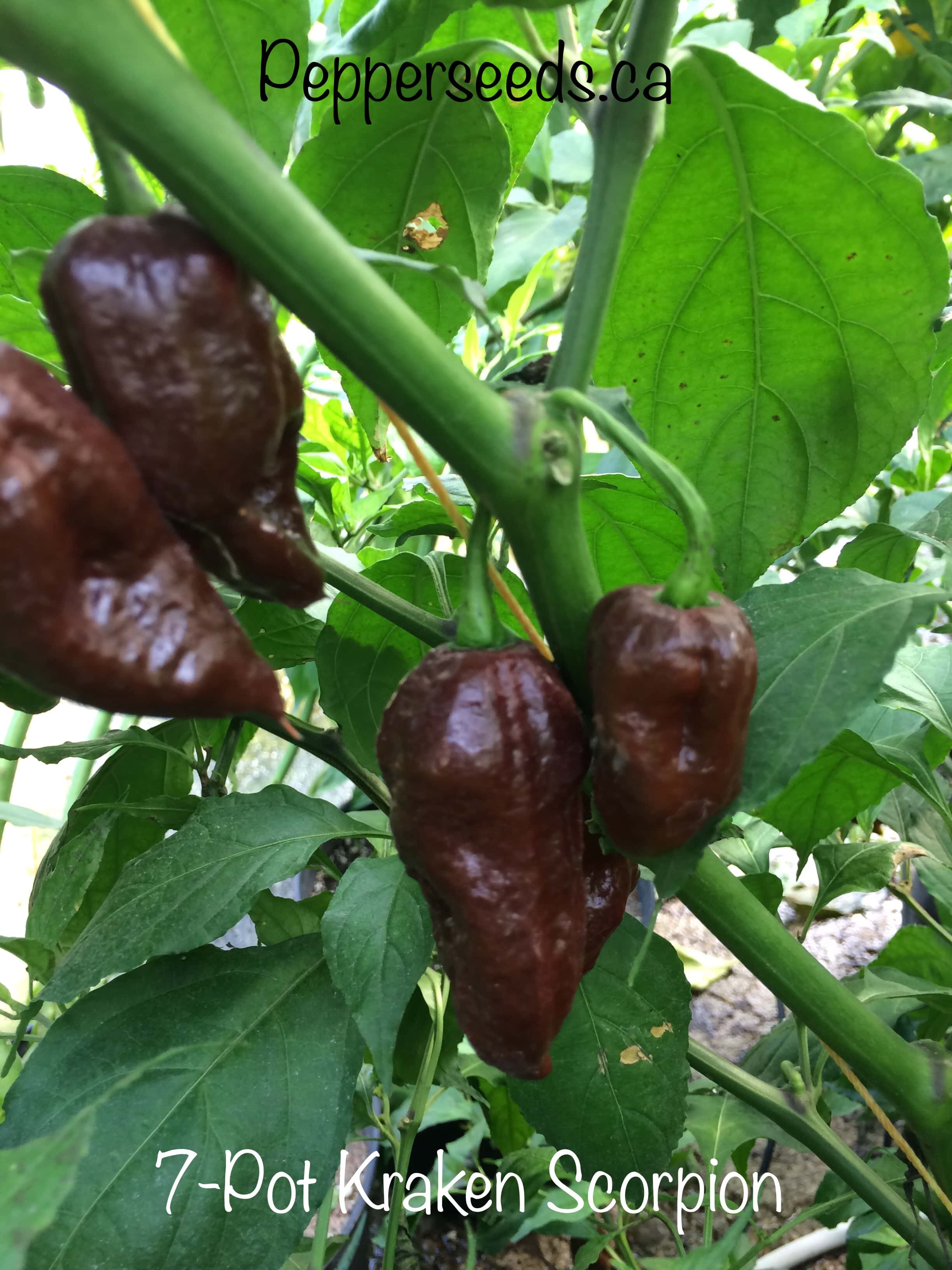 7 Pot Kraken Scorpion