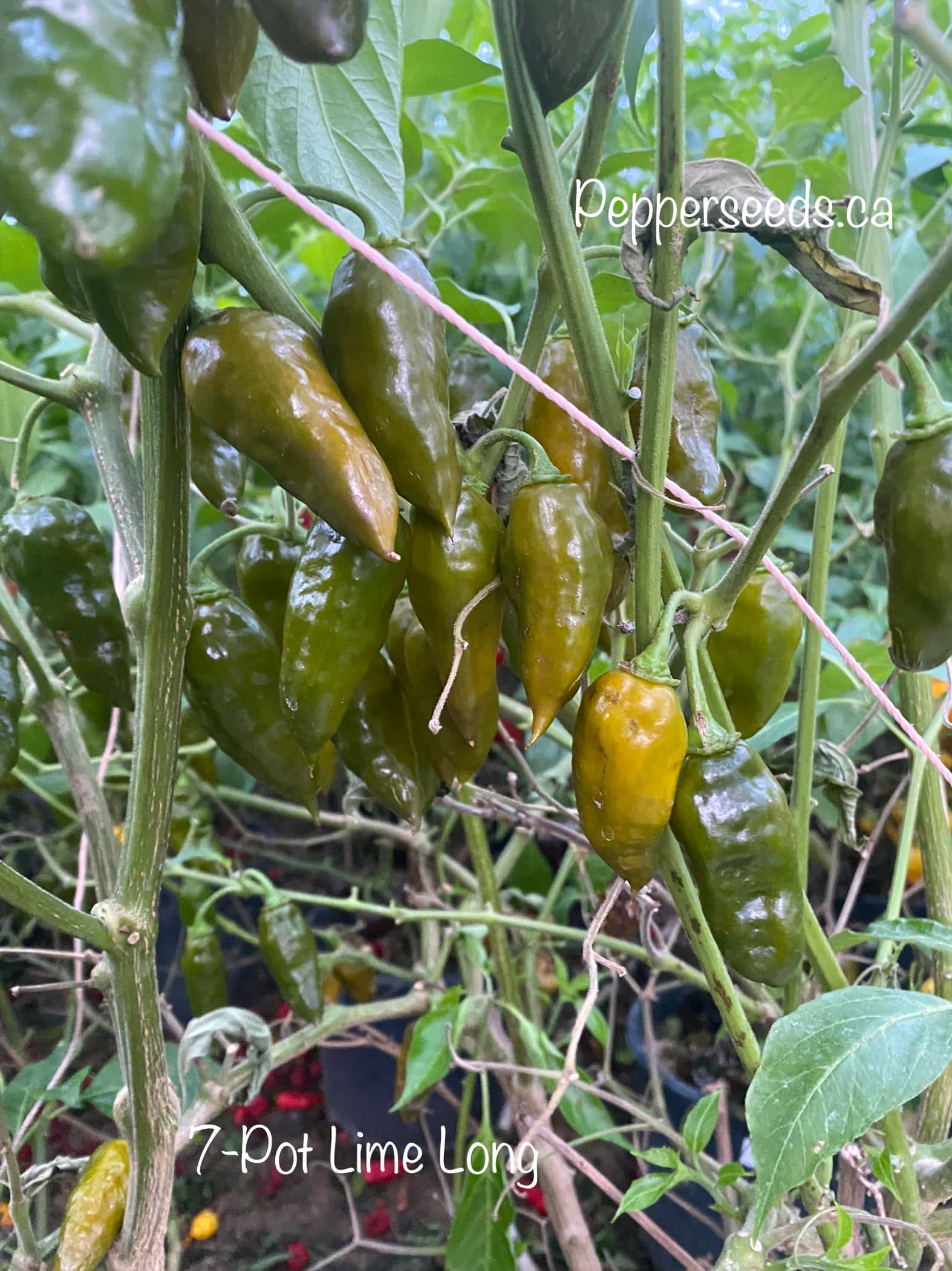 7 Pot Lime Long