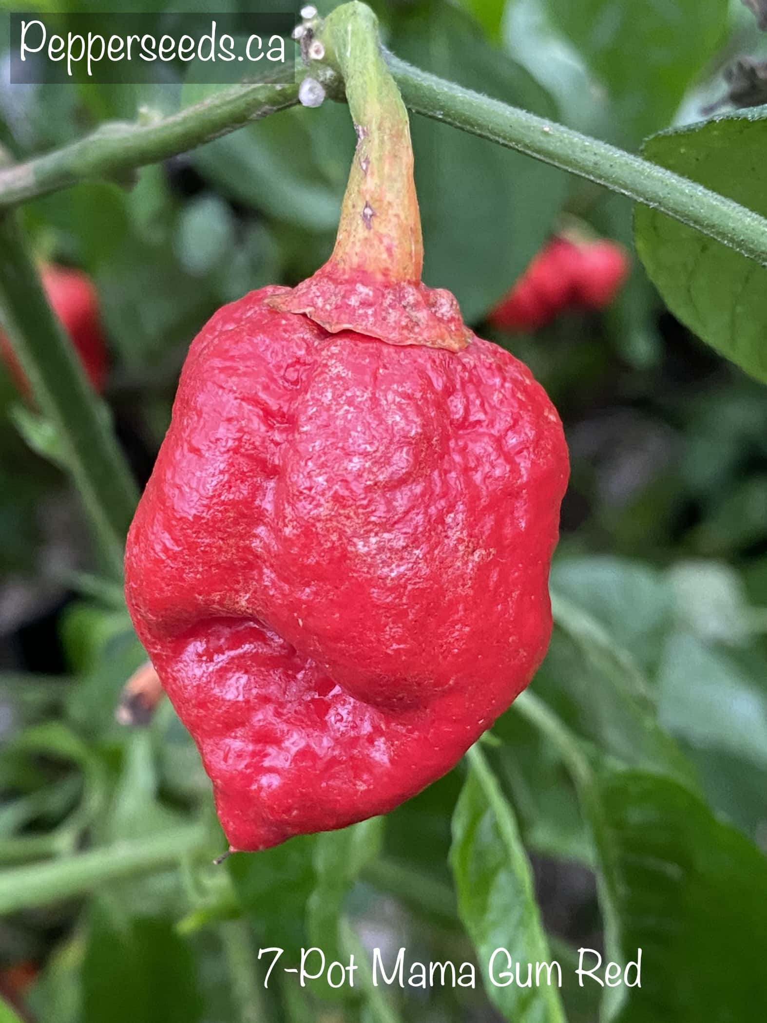 7 Pot Mama Gum Red