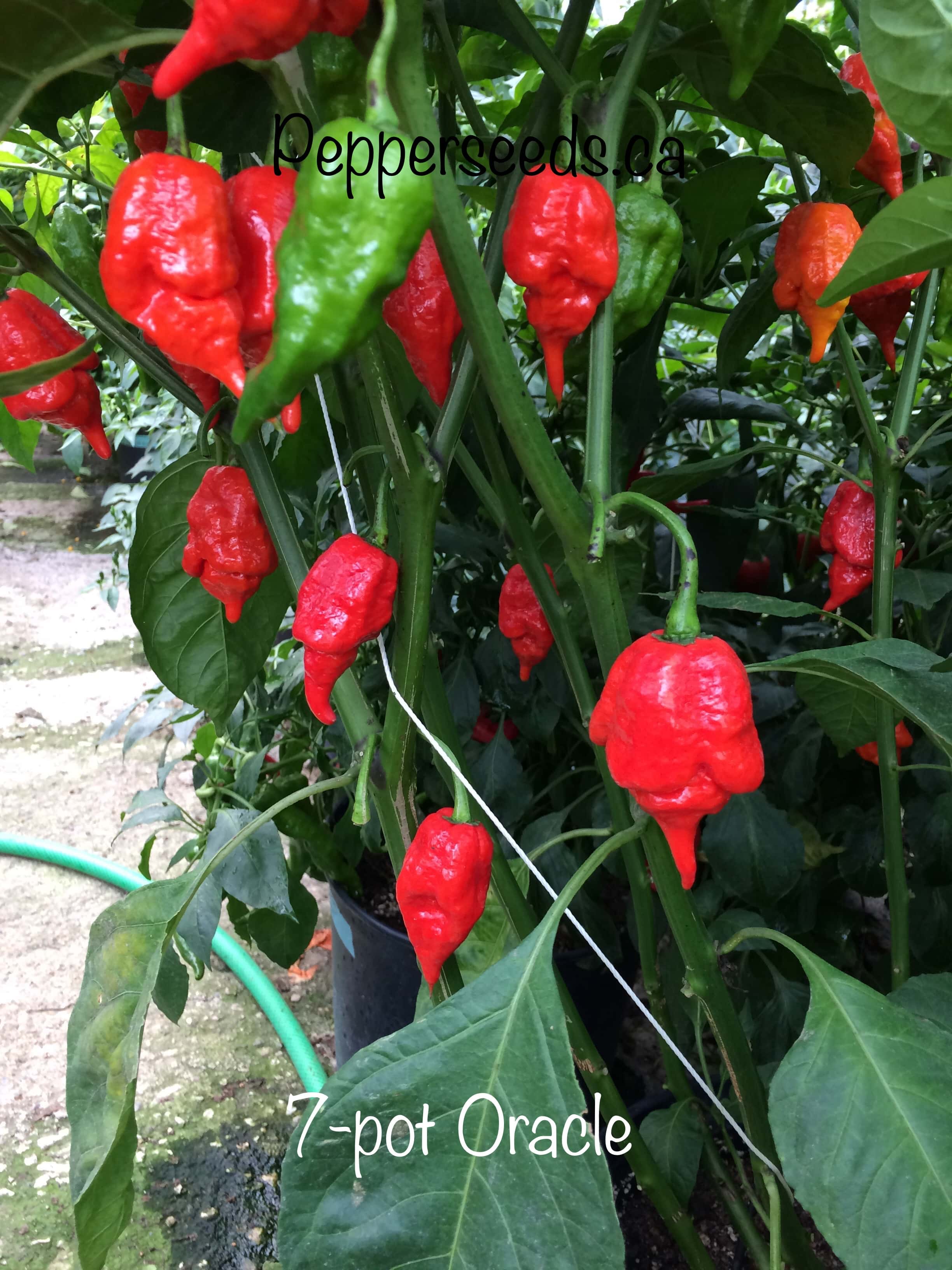 7 Pot Oracle