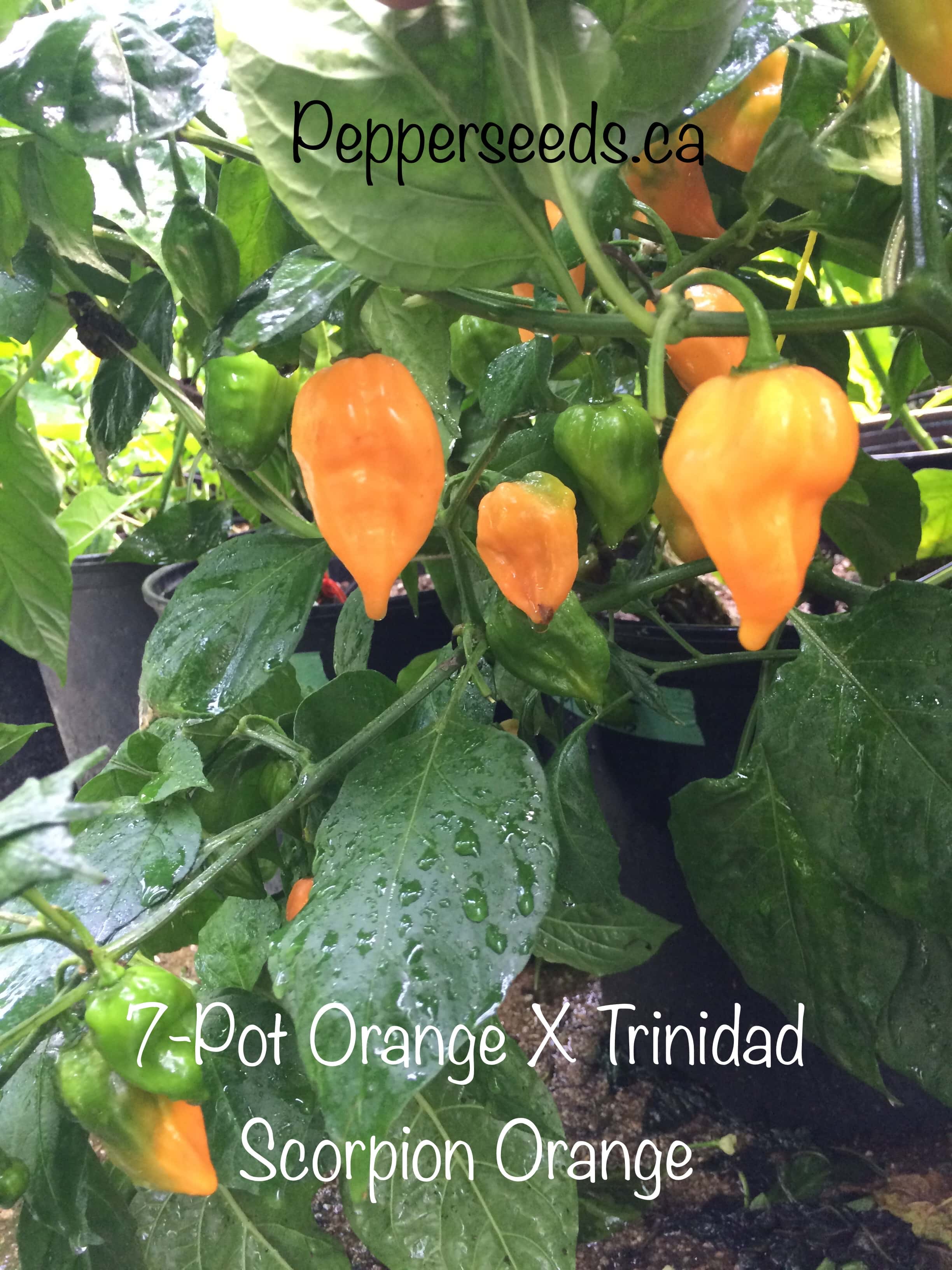 7 Pot Orange X Trinidad Scorpion Orange