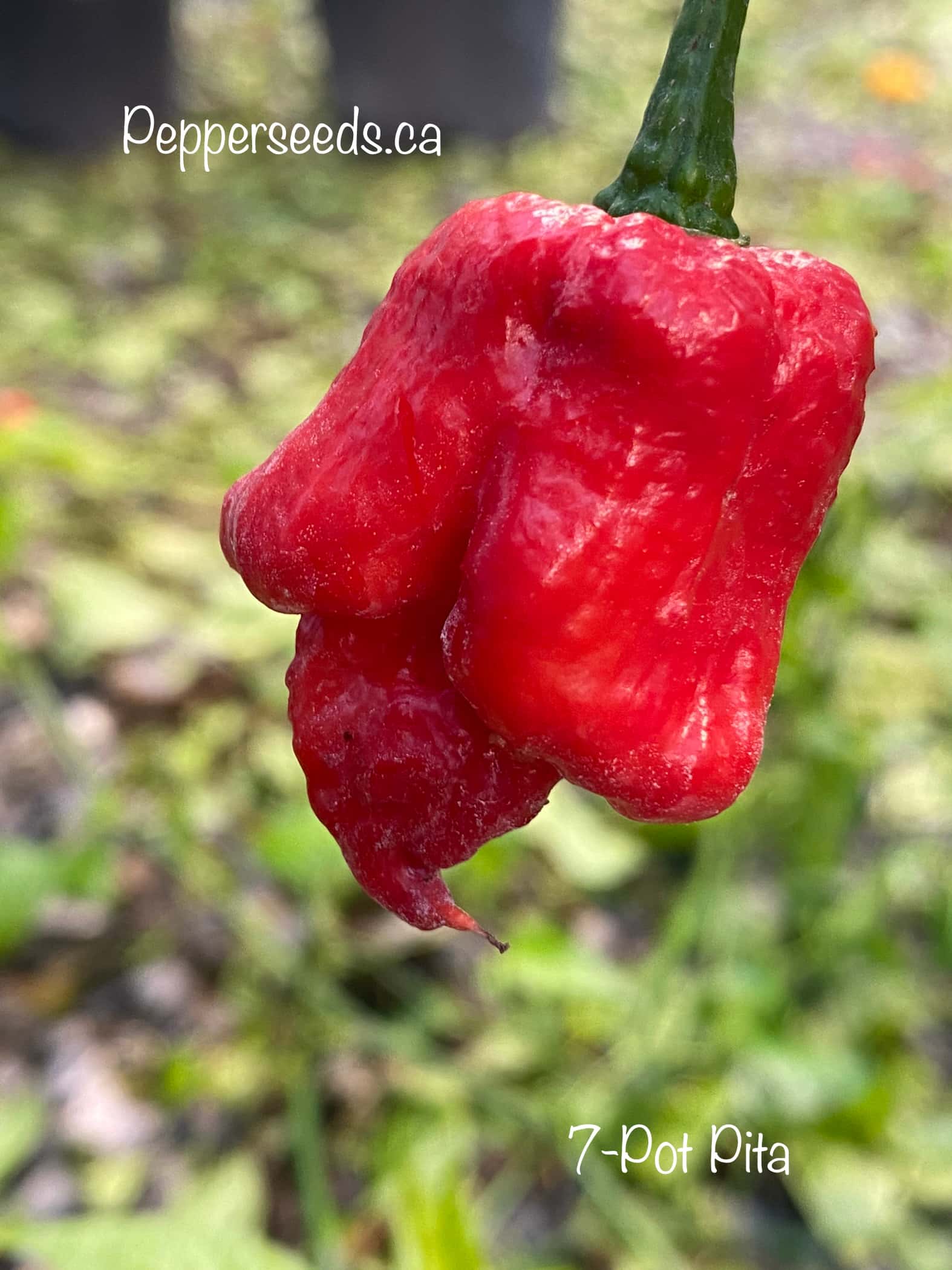 7 Pot PITA