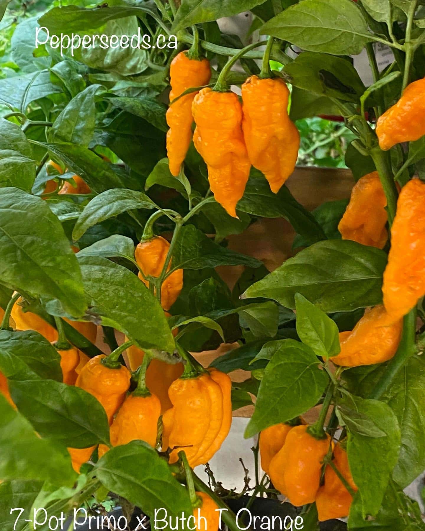 7 Pot Primo x Butch T Orange
